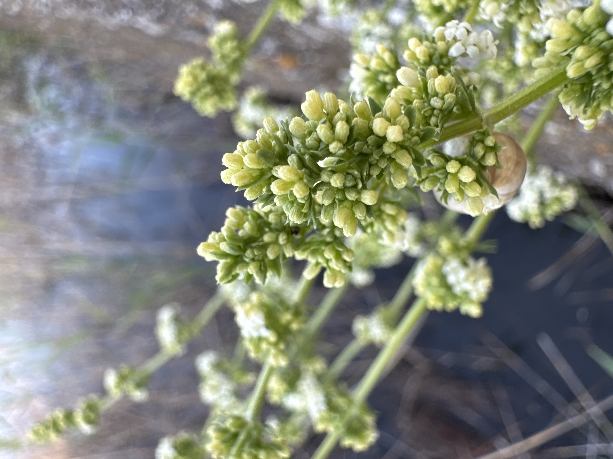 A close-up, eye-level, vertical, outdoor shot captures a flowering plant with small, pale green buds and a few white flowers. The plant has a thin, fuzzy stem. A tiny snail, with a smooth, light brown shell, is nestled on the stem amongst the buds. The background is out of focus, showing muted tones of gray, brown, and blue, suggesting dry foliage and possibly water or a shadow. The lighting appears natural, suggesting daytime. The focus is sharp on the snail and the buds of the plant. The scene is intimate and detailed, highlighting the small life within the natural environment. There is no visible text. The location is Odesa, Ukraine.