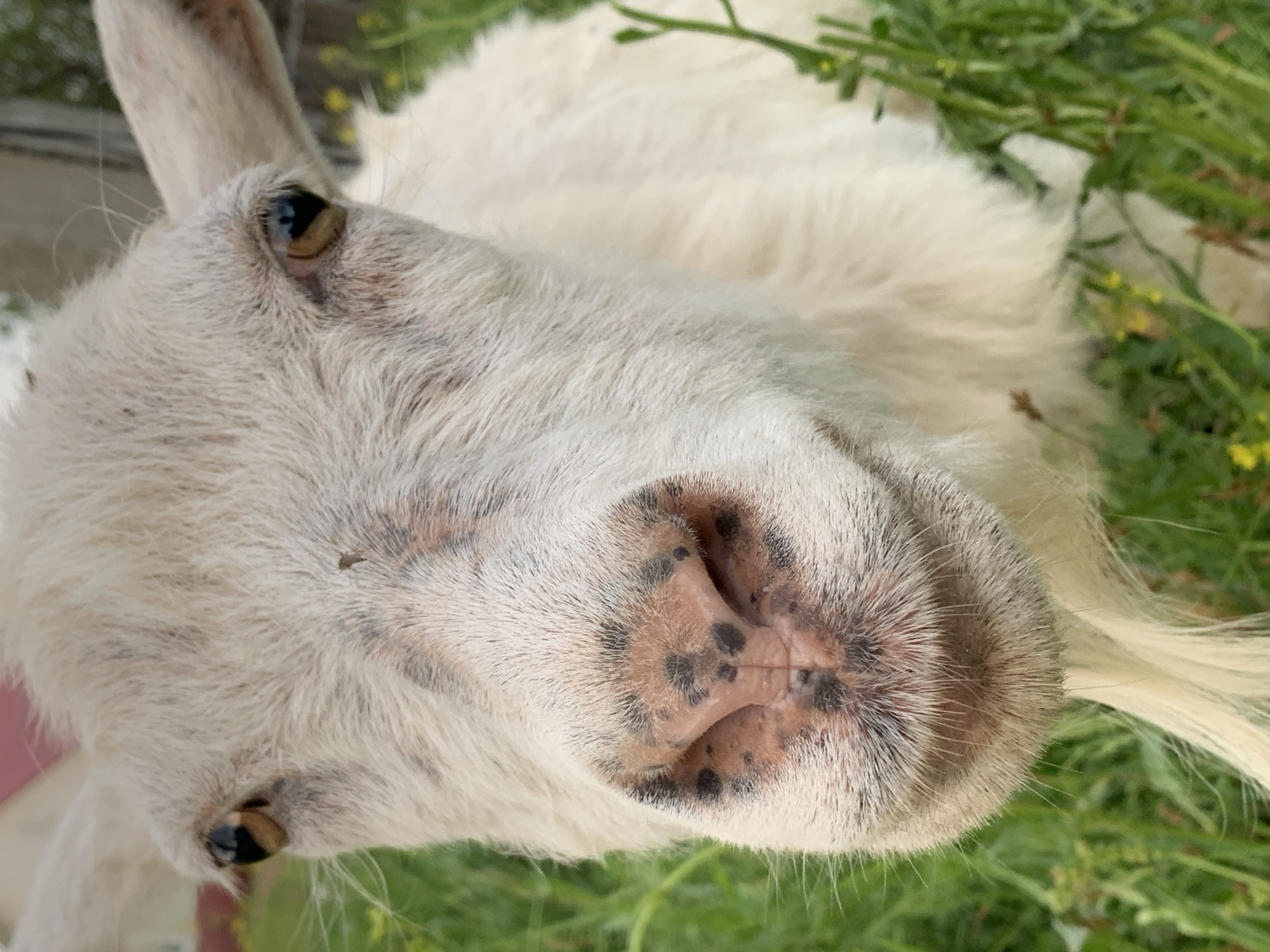 A close-up, slightly angled, and tilted image shows a white goat's face. The goat's head fills the frame, with its snout prominently displayed featuring a pinkish hue and numerous black spots. The goat's eyes are visible and are brown, with dark pupils. Its white fur is visible around its snout, head, and ears. Green grass and vegetation are in the background. The location and any reference to the city of Фоки, Russia are not discernible from the image.
