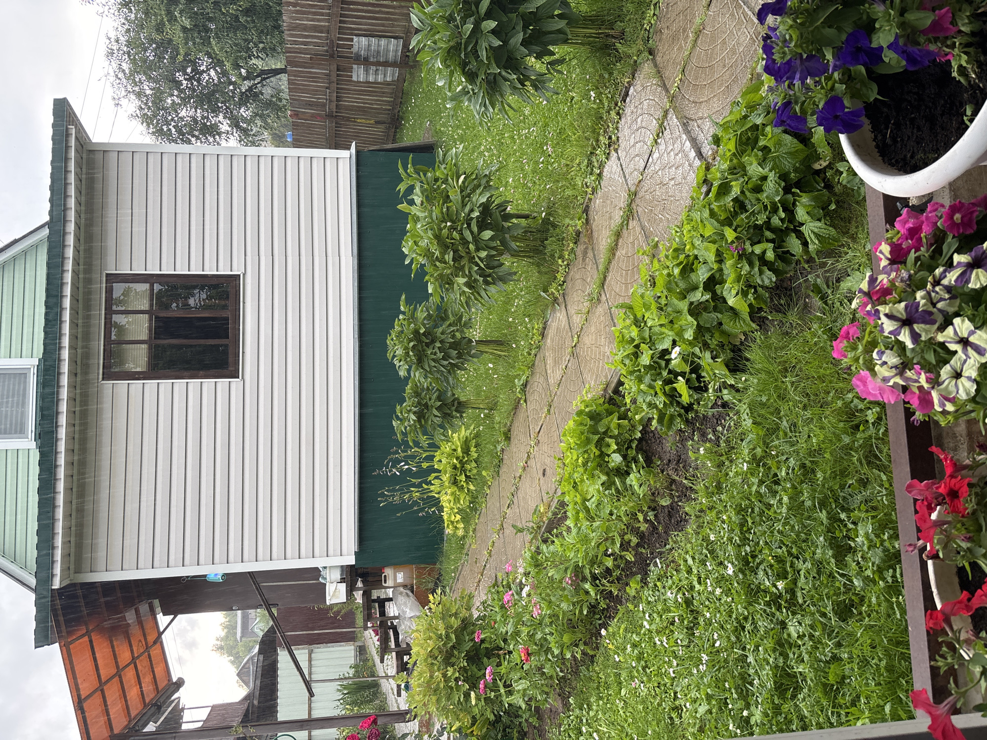 This media file captures a close-up view of a rural backyard in Yermolino, Russia, during a rain shower. The scene is dominated by lush green vegetation and a light-colored, vertically paneled outbuilding with a dark-framed window. A narrow, curved pathway made of rectangular concrete pavers runs through the yard.

The outbuilding has a green roof and appears to be a small structure, possibly a shed or a small annex. In front of it, several plants with dense green foliage are arranged. Further along the pathway, a variety of flowering plants in vibrant pink and purple hues are visible, some in a white planter. The ground is covered in grass with scattered small white wildflowers, and the pathway is wet from the rain, with visible raindrops in the air and on the surfaces.

To the left of the outbuilding, a portion of another structure with an orange, translucent roof is visible, suggesting an awning or covered area. In the background, a wooden fence and more greenery can be seen. The weather is overcast and rainy, contributing to the wet and damp appearance of the scene. The overall impression is one of a functional, lived-in garden space experiencing a summer rain. No people are visible in the frame. There is no visible text.