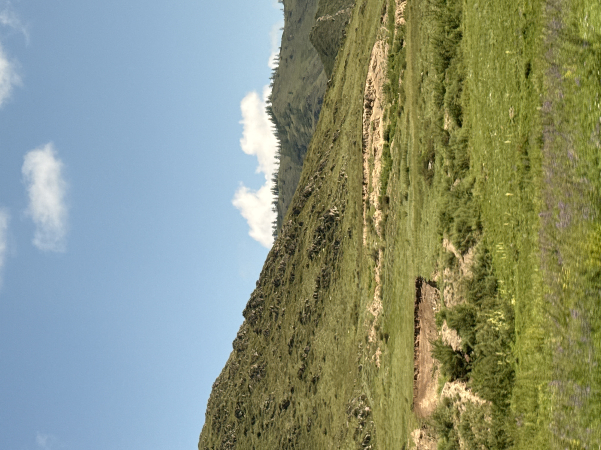 The image depicts a wide, rolling landscape under a bright blue sky with scattered white clouds. The foreground is a lush, green meadow dotted with faint purple and yellow wildflowers. In the mid-ground, a patch of disturbed earth with exposed soil is visible, bordered by dense green shrubbery. Further back, the landscape rises into a series of green hills covered in grass and interspersed with rocky outcrops. The crests of these hills are lined with a sparse forest of dark green coniferous trees. The overall impression is of a natural, undeveloped environment, likely rural or mountainous. The image does not contain any people, objects, or actions that would suggest a specific urban setting within the city of Tuekta, Russia; it is a purely natural scene.