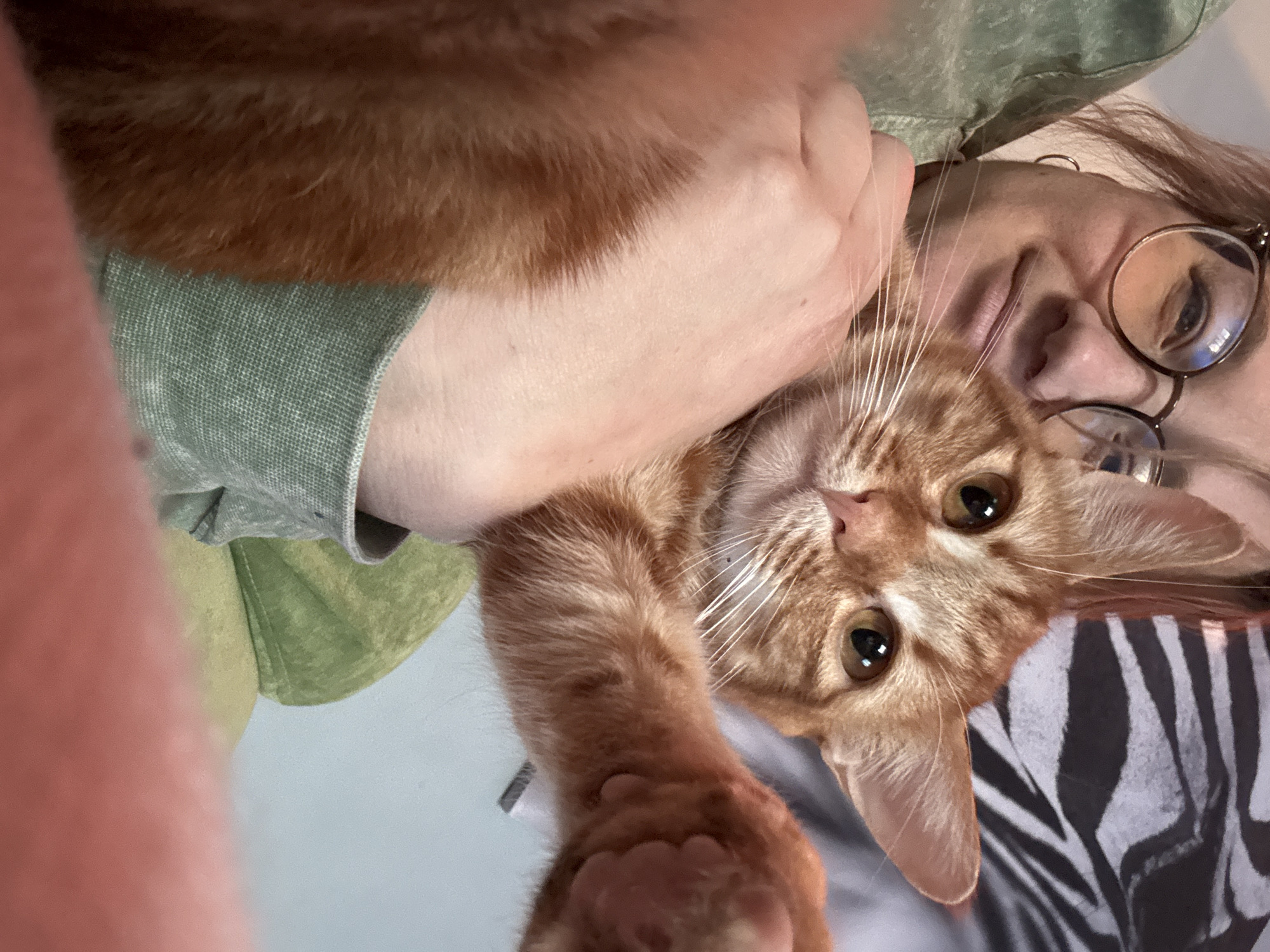 A selfie photo shows an orange tabby cat held by a person wearing glasses. The person wears a green, short-sleeved shirt and has fair skin. The cat is positioned centrally in the frame, looking up towards the camera with its orange eyes and pink nose visible. The person's face is partially visible on the right side of the frame. The background is unclear, with only a zebra-striped patterned fabric partially visible behind the cat and the person. Location data is unavailable, so no location information for the city of Natukhayevskaya, Russia, can be provided.