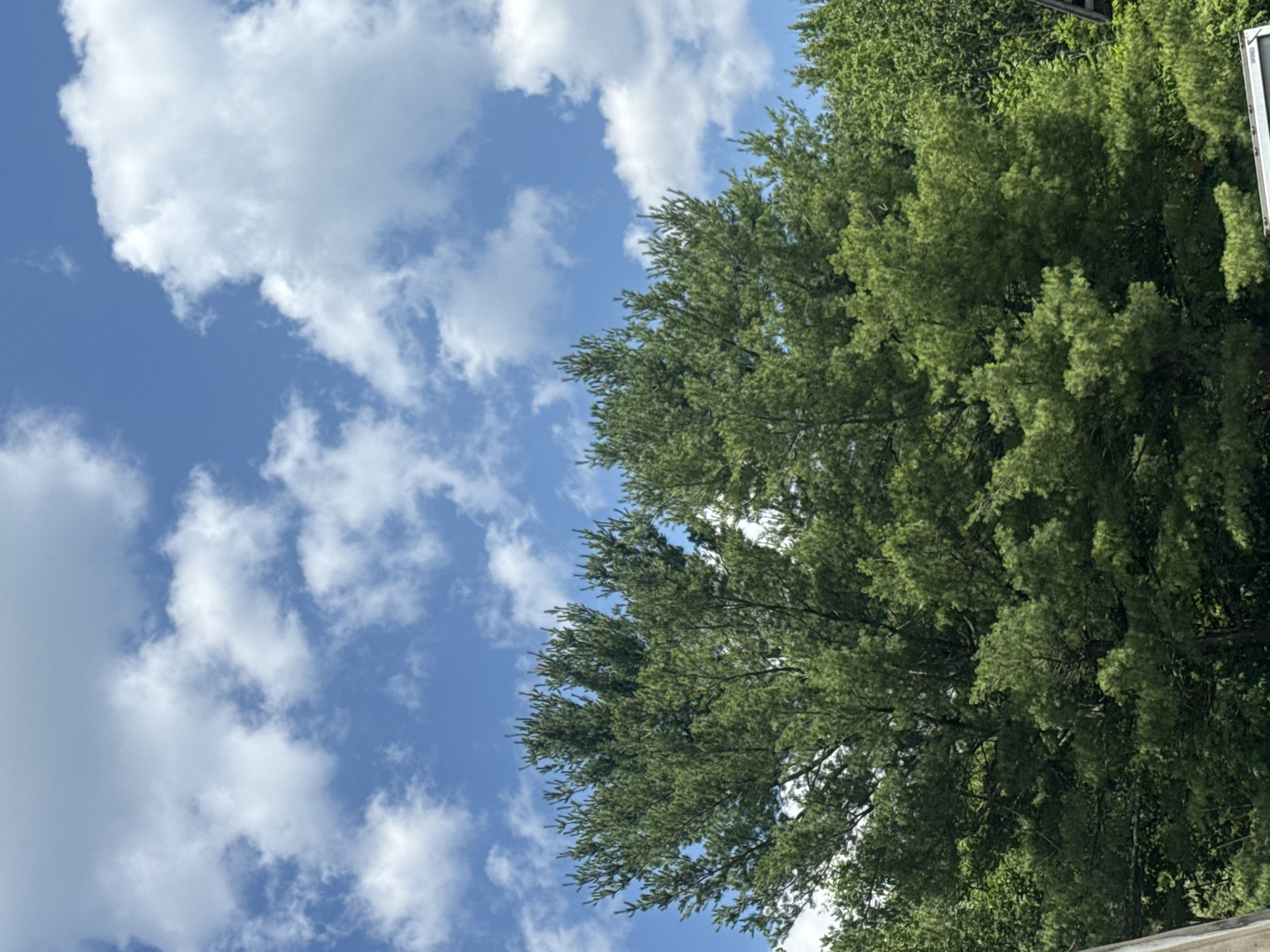 The image displays a view of lush green trees against a bright blue sky filled with white, fluffy clouds. The trees, predominantly coniferous with their characteristic needle-like leaves, form a dense canopy. The foliage appears healthy and vibrant, suggesting a natural, possibly rural or suburban environment. The sunlight illuminates the scene, casting a bright glow on the clouds and highlighting the texture of the tree branches and needles. The perspective is from a lower angle, looking up towards the sky and the tops of the trees. There are no people or distinct structures visible in the immediate foreground, but a hint of a roofline can be seen on the far right, suggesting the presence of a building nearby. This image evokes a sense of a pleasant, sunny day in an area with abundant greenery.