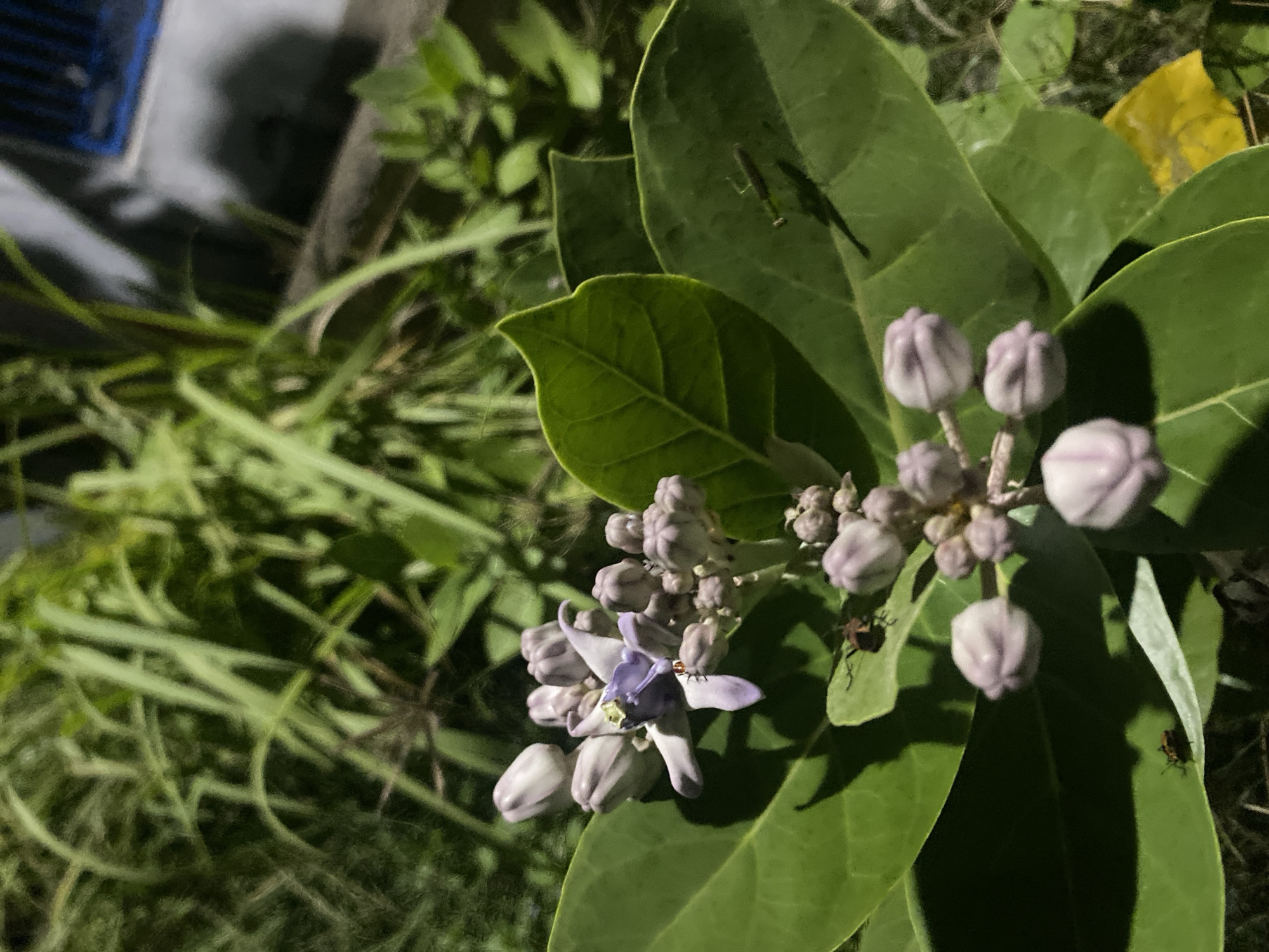 The image shows a close-up of a flowering plant with large, green leaves and clusters of light purple and white buds and blossoms. The plant is surrounded by grass and other greenery. The scene appears to be dimly lit, possibly at night or in a shaded area. A glimpse of a structure, possibly a building, is visible in the background. The specific location in Lhokseumawe, Indonesia, cannot be determined from the provided image. There are a few insects present on the leaves of the plant.