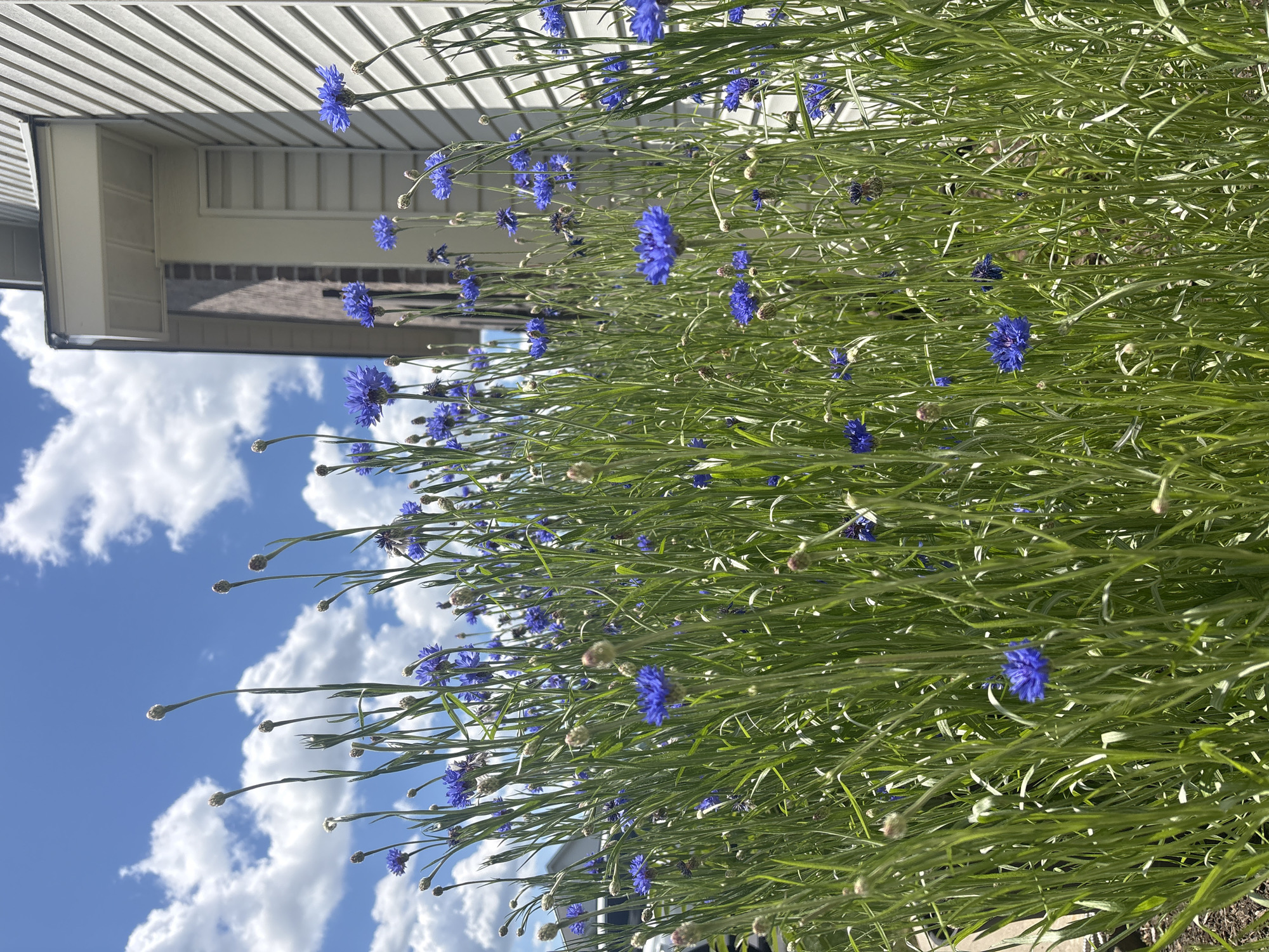 This vibrant, well-lit photograph captures a dense patch of blue cornflowers (Centaurea cyanus), commonly known as bachelor's buttons, thriving under a bright blue sky with scattered white, fluffy clouds. The image is taken from a low angle, looking upwards through the tall, slender green stems and linear leaves of the plants. Numerous intensely blue blossoms are visible throughout the frame, with many in full bloom displaying their delicate, fringed petals, while others appear as tightly closed, globe-like buds.
In the background, on the left side of the frame, stands a light-colored building, likely a residence or commercial structure, featuring horizontal siding. Details such as a roofline, eaves, and a window or recessed area are discernible, with a darker, possibly brick section visible below. Bright sunlight illuminates the scene, casting some shadows on the building's facade. The foreground and midground are dominated by the lush green foliage of the cornflowers, creating a natural screen.
The scene depicts a serene outdoor environment on a clear, sunny day, with no people or visible text present. The overall impression is one of natural beauty and tranquility, indicative of a garden or naturalized area. The bright blue sky and the quality of light suggest it is during daylight hours, either morning or afternoon. The photograph is set in Lancaster Township, United States of America.
