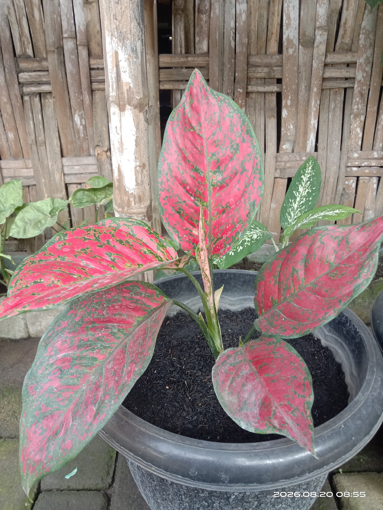 A close-up, eye-level, vertical shot captures a potted Aglaonema plant with vibrant red and green variegated leaves. The plant is positioned in the foreground, filling the frame, with its dark potting soil visible in a large black pot. Behind the plant, a rustic woven bamboo wall serves as the backdrop, with a vertical bamboo pole to the left. The wall exhibits variations in color and texture, indicating age and exposure to the elements. The overall lighting suggests an outdoor setting, possibly in a shaded area, given the soft illumination and lack of harsh shadows. The image contains a timestamp in the bottom right corner reading "2026.08.20 08:55", suggesting this photo was taken in Gudo, Indonesia.