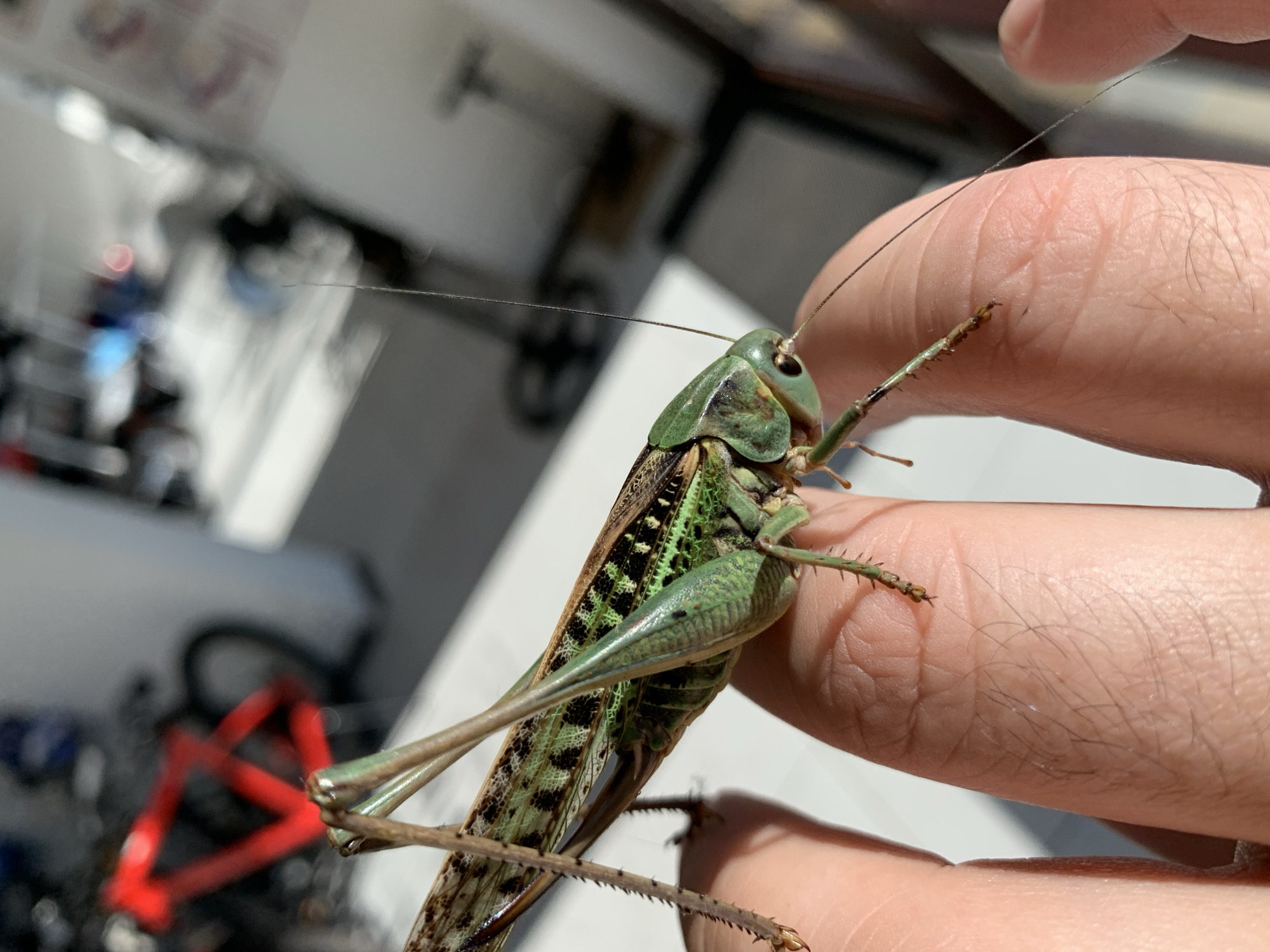 A close-up, slightly high-angle shot shows a large green and brown katydid perched on a person's fingers. The katydid's body is elongated, with textured wings displaying a pattern of green markings and dark spots. Its long, spiky hind legs are visible, as are its antennae, one of which extends out of frame. The person's skin, visible on their fingers, shows fine hairs. The background is blurred but suggests an indoor environment with furniture, including a red bicycle frame, and sunlight streaming in from a window. The setting is Kropotkin, Russia.