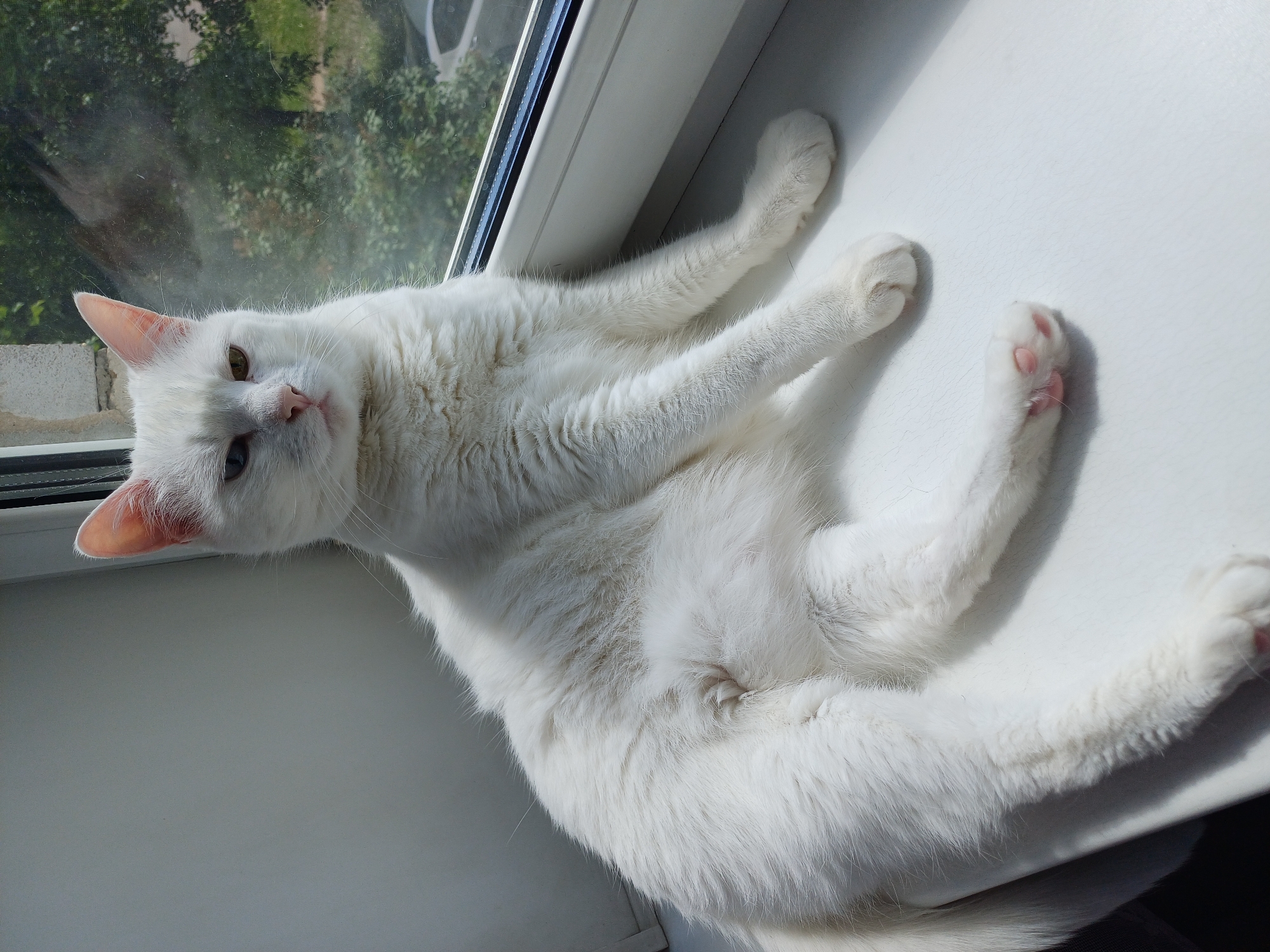 A white cat is lying on a white windowsill. The cat is positioned at an angle, its head near the top left corner of the image and its body extending towards the bottom right. The cat's legs are outstretched. Outside the window, trees and foliage are visible. The location is Unknown, Unknown.