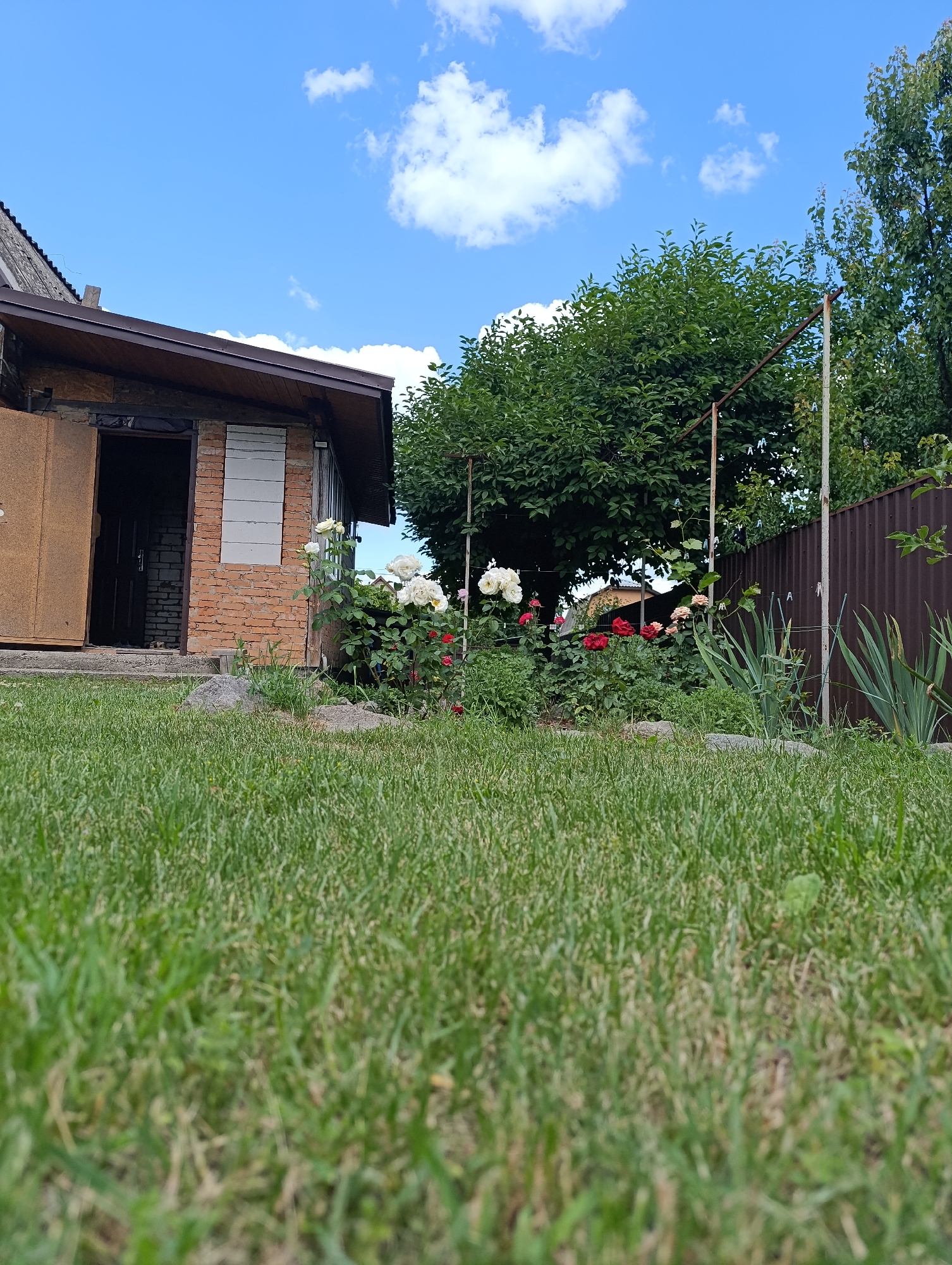 The image depicts a close-up view of a garden on a sunny day. In the foreground, lush green grass is prominent, filling the lower half of the frame. To the left, a small, rustic brick shed with a brown door and roof is visible. A cluster of roses, including white, red, and pale pink varieties, are in bloom in front of the shed. Behind the roses, a tall green tree stands, its leaves forming a dense canopy. A brown metal fence runs along the right side of the image, separating the garden from what appears to be a neighboring property. The sky above is a clear blue, dotted with a few white clouds. The scene suggests a peaceful, domestic setting, likely a backyard or a small garden in a suburban or rural area, possibly in Ladyzhyn, Ukraine, given the context. No people are present in the image.