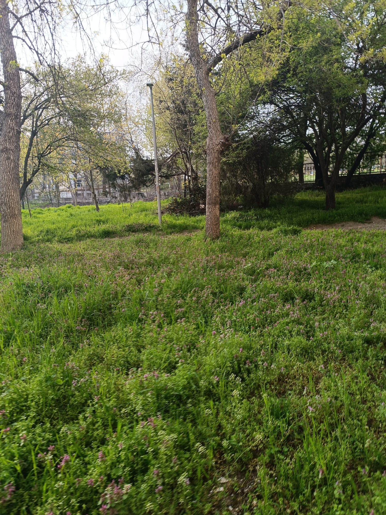 The image depicts a grassy area in what appears to be a park or open space. There are several trees of varying sizes scattered throughout the scene, some with leaves beginning to bud. The grass is predominantly green but interspersed with small purple flowers. In the background, a fence is visible. A light pole is located toward the back of the area. The scene is likely in the city of Pleven, Bulgaria.