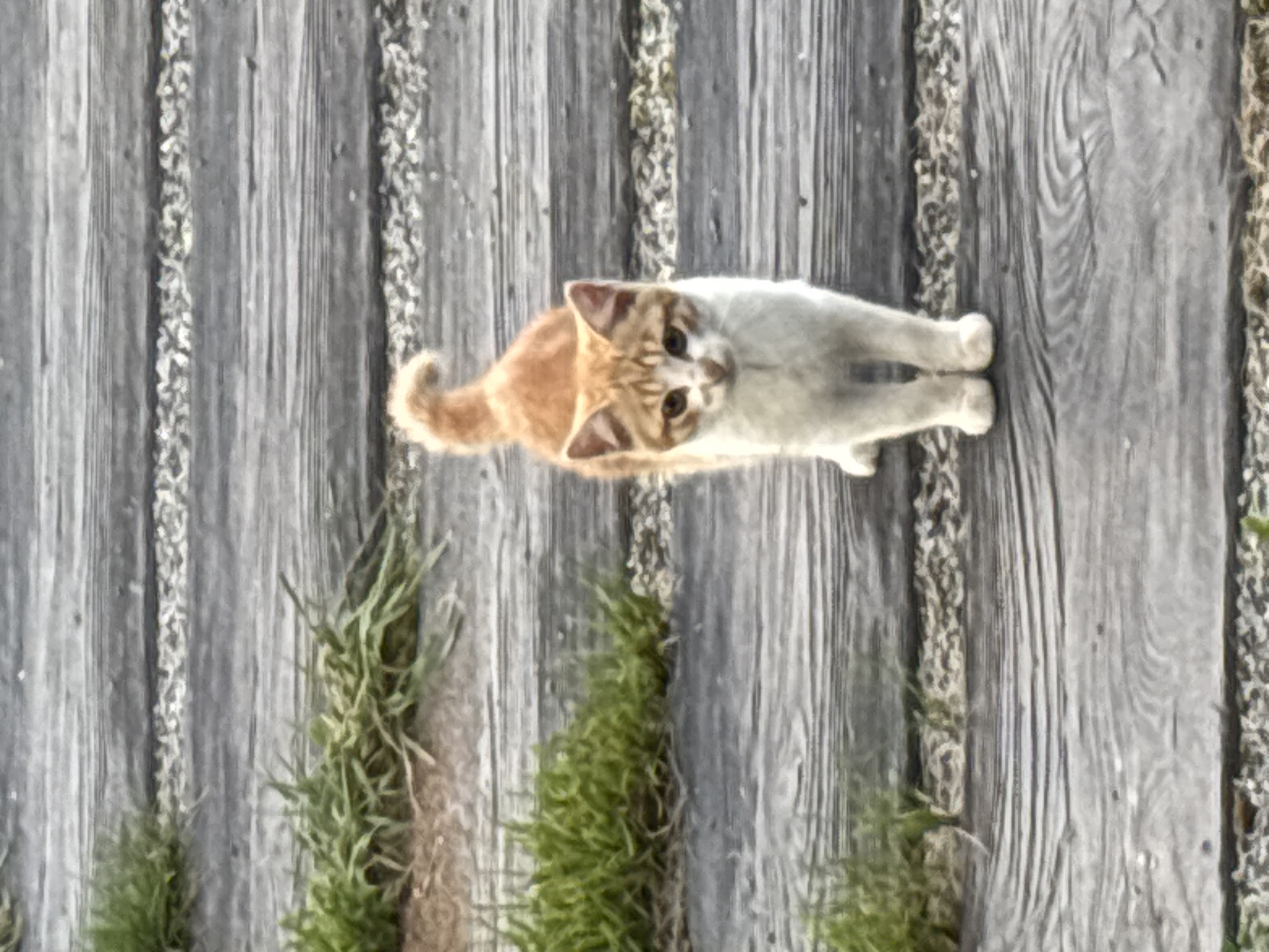 A ginger and white kitten stands on a wooden walkway. The walkway is made of planks running horizontally across the frame, with grass and gravel in the gaps between the planks. The kitten is facing the camera, with its tail curled upwards. Its fur is predominantly white with ginger markings on its head, back, and tail. The kitten's eyes are wide and appear to be green. The background is out of focus, but appears to be an outdoor environment. The overall impression is one of a curious and alert young cat in a natural setting. The image does not provide any specific information about the city of Zvenigorod, Russia.