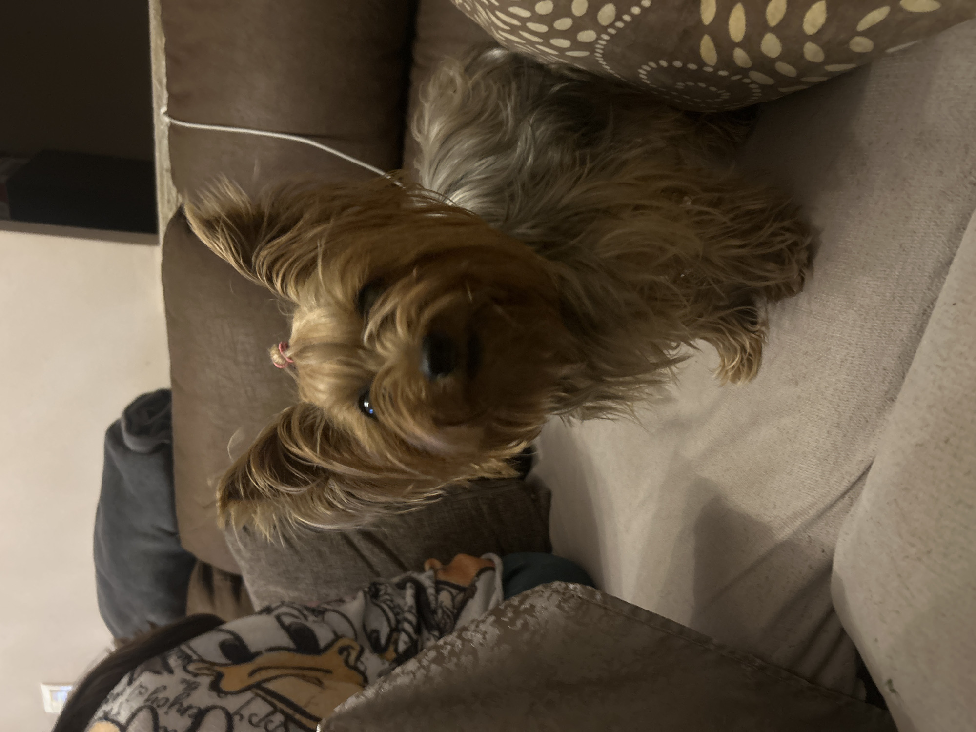 A tan and grey Yorkshire Terrier is lying on a brown and beige patterned couch. The couch is a beige and brown colour. Part of a blanket with Donald Duck cartoon print can be seen. The location of the photograph is unknown and Burgas, Bulgaria cannot be confirmed.