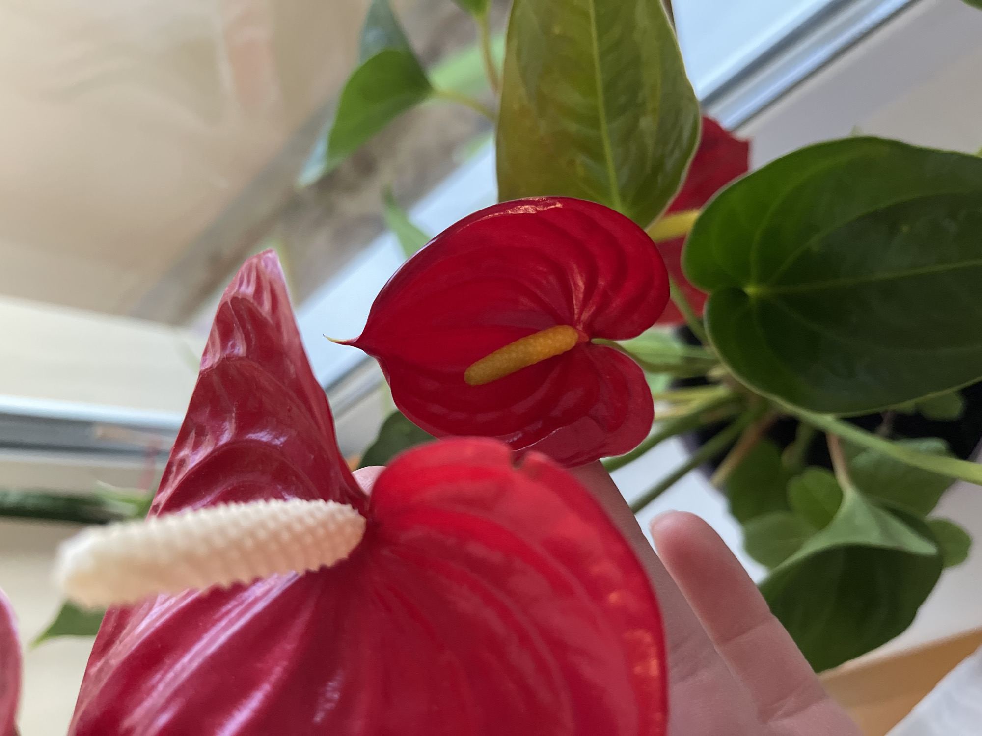 A close-up shot focuses on two red anthurium flowers, with a human hand gently holding one of the blooms. The flowers are vibrant red with a white spadix on one, and a yellow spadix on the other. Their waxy, heart-shaped spathes are prominently displayed. Lush green leaves of the plant are visible in the background, along with hints of a potted plant. The setting appears to be indoors, with natural light illuminating the scene, possibly near a window, suggesting a domestic environment within Minsk, Belarus.
