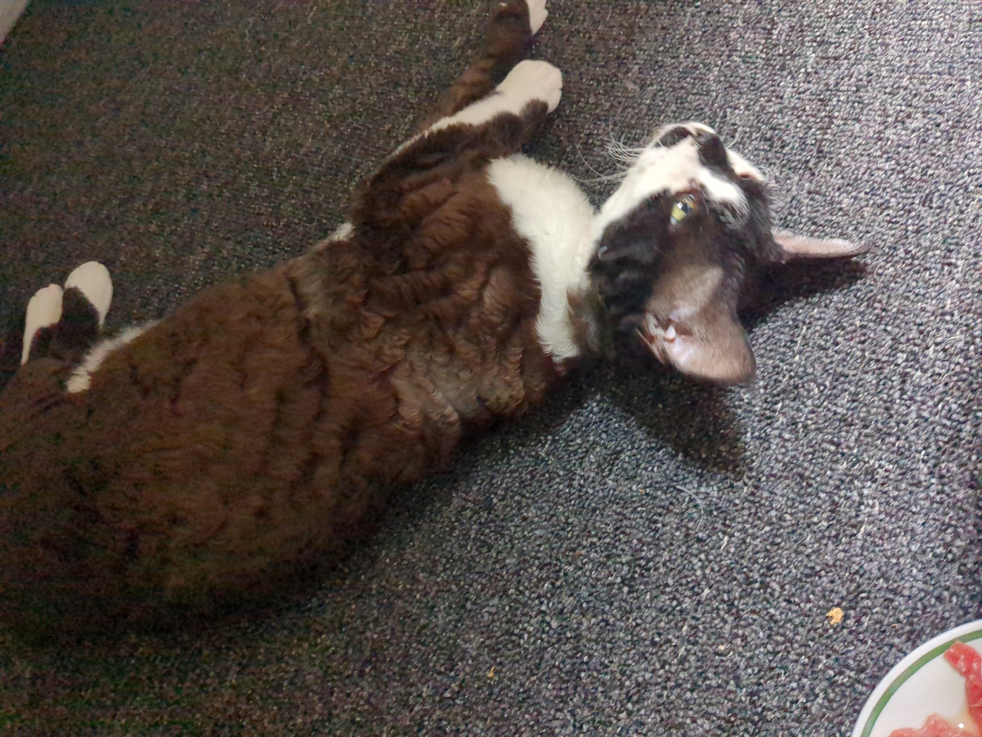 A brown and white cat is lying on its back on a dark grey carpet. The cat is facing towards the bottom of the frame, with its head turned to the right. Its eyes are open and green, and its mouth is slightly open. The cat's fur is curly and appears to be soft. There is a small white plate with some red food items on it in the bottom left corner of the image. The scene is indoors. The location in the city of Nordhausen, Germany is not visible in the image.