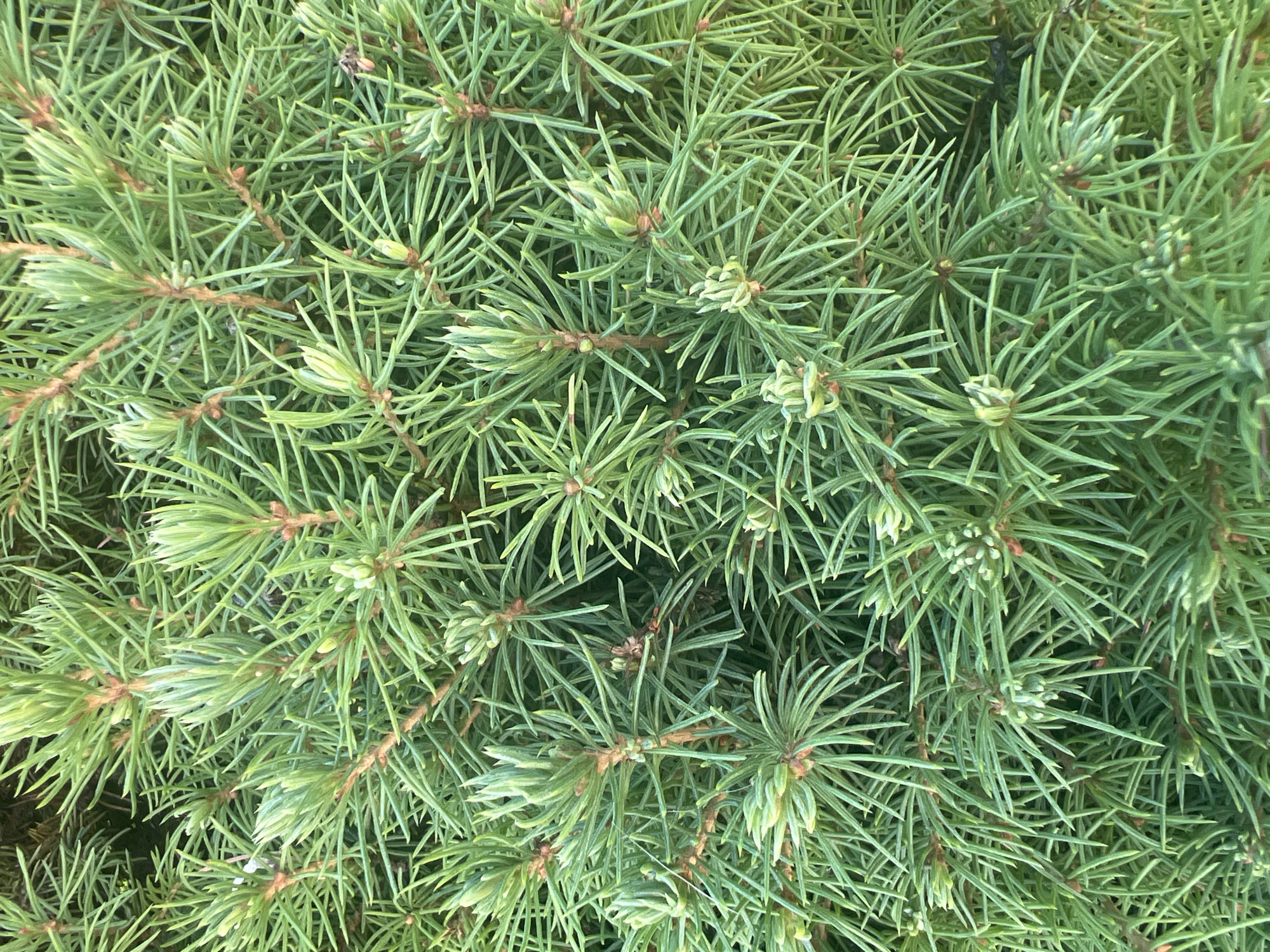 This is a close-up, top-down view of a dense cluster of evergreen needles, likely from a spruce or fir tree. The needles are a vibrant green, with some appearing lighter and newer at the tips. They are arranged densely along brown stems, creating a textured, almost fuzzy appearance. The lighting suggests it is daytime, with diffused light casting subtle shadows among the needles. There are no visible people, objects, or text in the image. The setting is a natural environment, possibly a garden or forest, but specific location cues are absent. The focus is entirely on the intricate detail of the foliage, highlighting the natural beauty and complexity of the plant's structure.