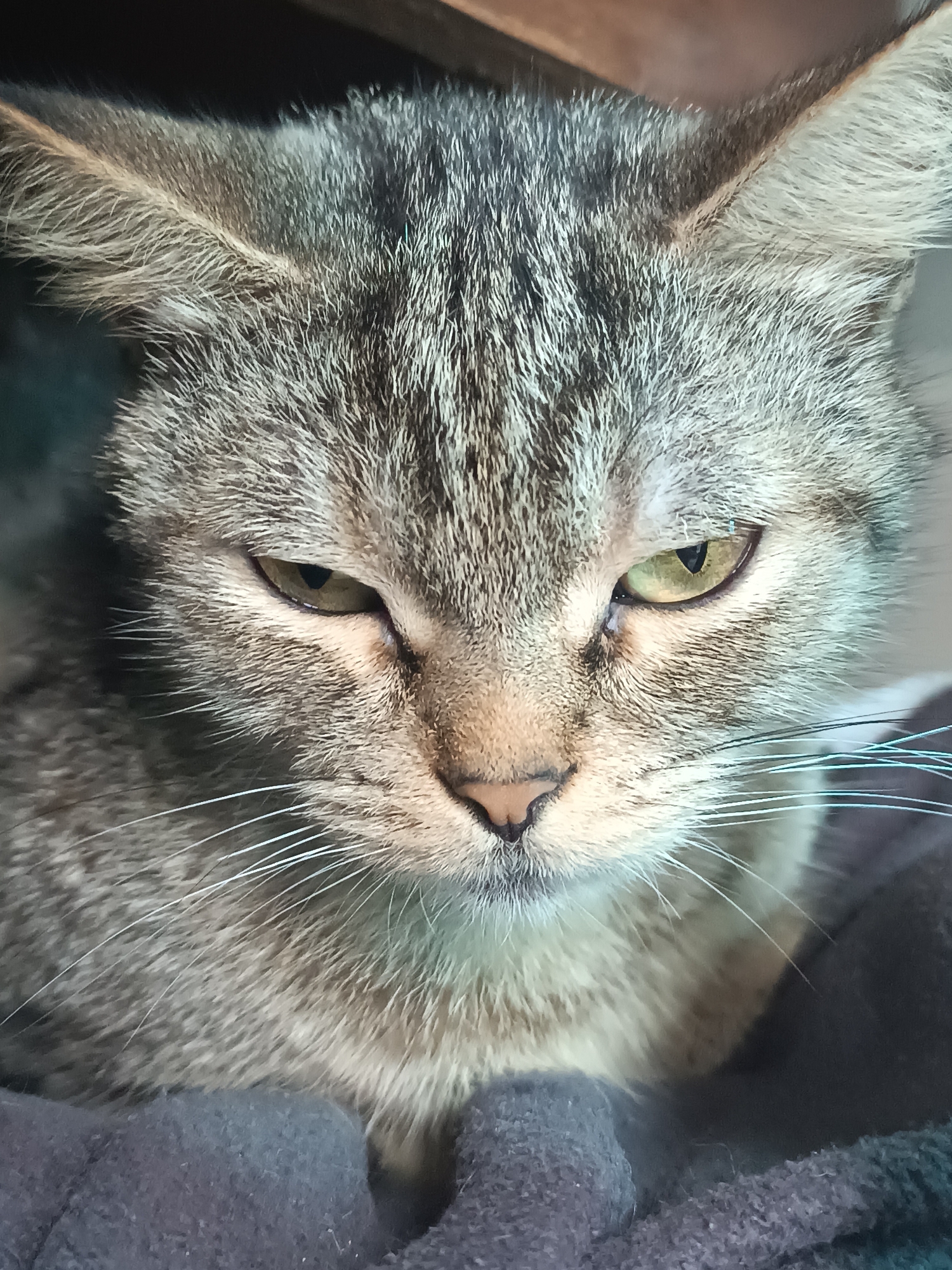 The image shows a close-up of a tabby cat's face. The cat has gray and brown fur with distinct markings. Its eyes are partially closed, giving it a sleepy or unimpressed expression, with a yellowish-green iris and a dark pupil. Long white whiskers are visible on both sides of its muzzle. The cat's ears are pointed upwards and appear to be listening. The background is dark and out of focus, with a hint of a wooden surface above the cat's head and a dark, possibly fabric, surface below its chin. The image provides no information about the location in the city of Vypasne, Ukraine.