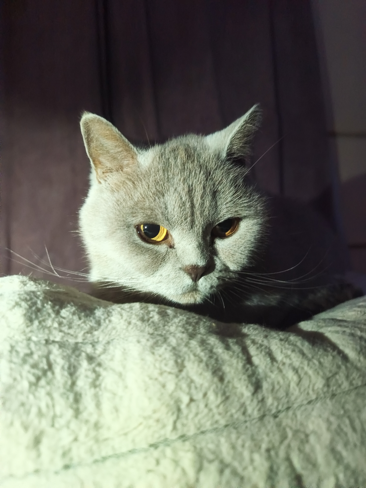 A grey cat with piercing yellow eyes is pictured in a close-up shot. The cat is resting on a plush, light-colored surface, possibly a bed or cushion. The background is a dark, textured curtain, with dramatic lighting casting shadows across the cat's face. The cat's expression is alert and slightly intense, with its ears pointed forward. There are no people or specific landmarks visible that would indicate a location in Ternopil, Ukraine.