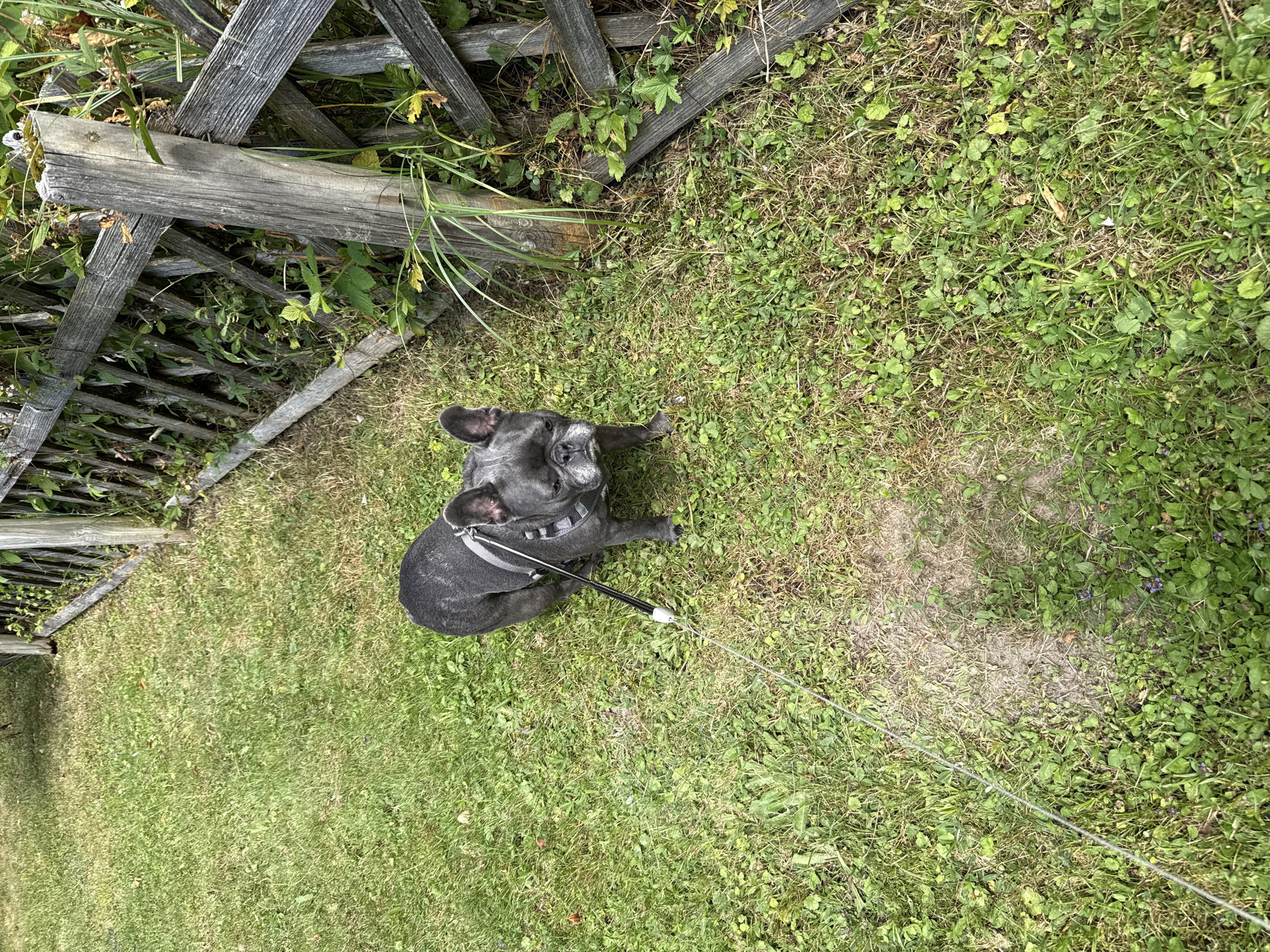 A dark gray French bulldog is on a leash in a grassy area next to a wooden fence. The dog is facing towards the right side of the image, with its head tilted slightly. The fence is made of weathered gray wood and has a diamond pattern. Green foliage is growing through and around the fence. The ground is covered in green grass with some patches of dry grass and small green plants. The image appears to have been taken outdoors during daylight. The exact location within Bad Sachsa, Germany cannot be determined from the visual information provided.