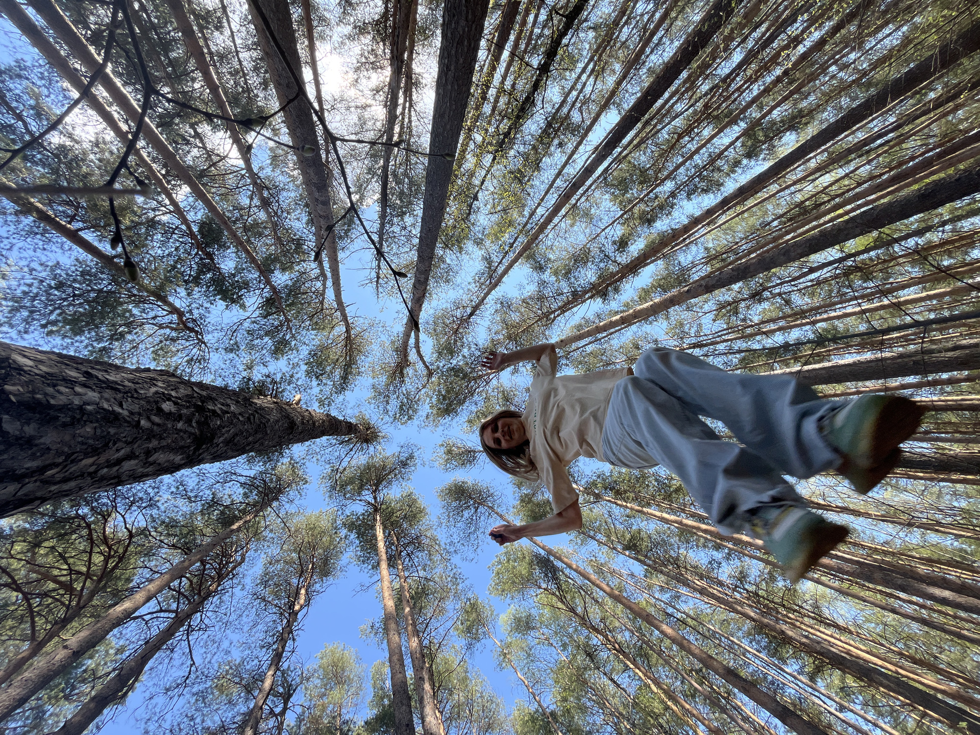 A low-angle, wide shot depicts a person suspended against a backdrop of towering pine trees reaching towards a light blue sky. The location is Chaikovsky, Russia. The trees fill most of the frame, creating a converging, vertical perspective. The person, likely male, is positioned in the center, arms extended to the sides, legs dangling. They wear light-colored clothing, including a t-shirt, jeans, and tennis shoes. The perspective suggests the camera is looking directly up at the individual, perhaps capturing a moment of whimsy or playful suspension. The environment is a sunny forest with the tops of the trees appearing slightly lighter, as though touched by sunlight.