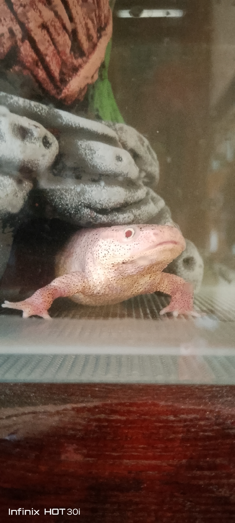 An albino axolotl with pink skin and red eyes is partially submerged in water behind a grey, rock-like decoration in what appears to be an aquarium. The axolotl's body is speckled with dark dots. The background is blurry and brown, possibly the wall of the aquarium or surrounding environment. The bottom of the image shows a wooden surface with the Infinix HOT 30i watermark in the lower left corner. The image and watermark do not provide any information about the location of Kedrovy, Russia.