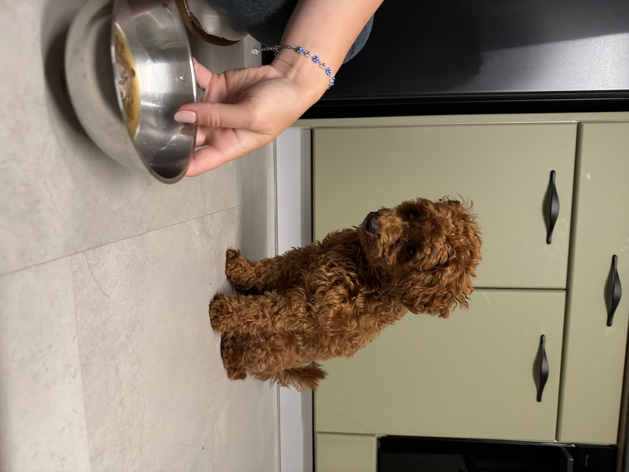 A toy poodle puppy is sitting on a tiled floor in front of a stainless steel bowl filled with liquid and food. A person's arm, adorned with a bracelet, is visible reaching towards the bowl. In the background, light-colored kitchen cabinets with dark handles are present. The scene appears to be indoors. The specific location in the city of Sofia, Bulgaria, cannot be determined from the image.