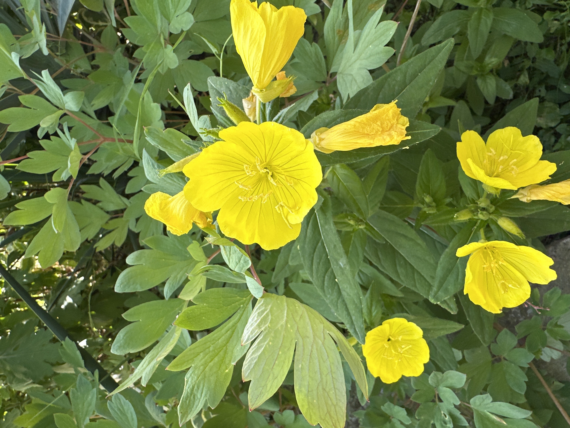The image shows several bright yellow flowers of the species Oenothera macrocarpa, commonly known as the Missouri evening primrose. The flowers are in various stages of bloom. The largest flower is in full bloom, displaying prominent yellow petals and a complex central structure. Several other flowers are partially open, and some are in bud form. The foliage surrounding the flowers is primarily green. There are at least two different leaf types present, one with deeply lobed leaves, and the other with lanceolate (spear-shaped) leaves. The leaves are healthy and vibrant, suggesting a well-nourished plant. The composition of the image suggests that the photograph was taken from a high angle, looking down on the flowers. There are no discernible people, subjects, actions, or interactions present in the image. The environment is a garden or wild setting. The location of Lehchevo, Bulgaria is not depicted or implied by any element of the image.