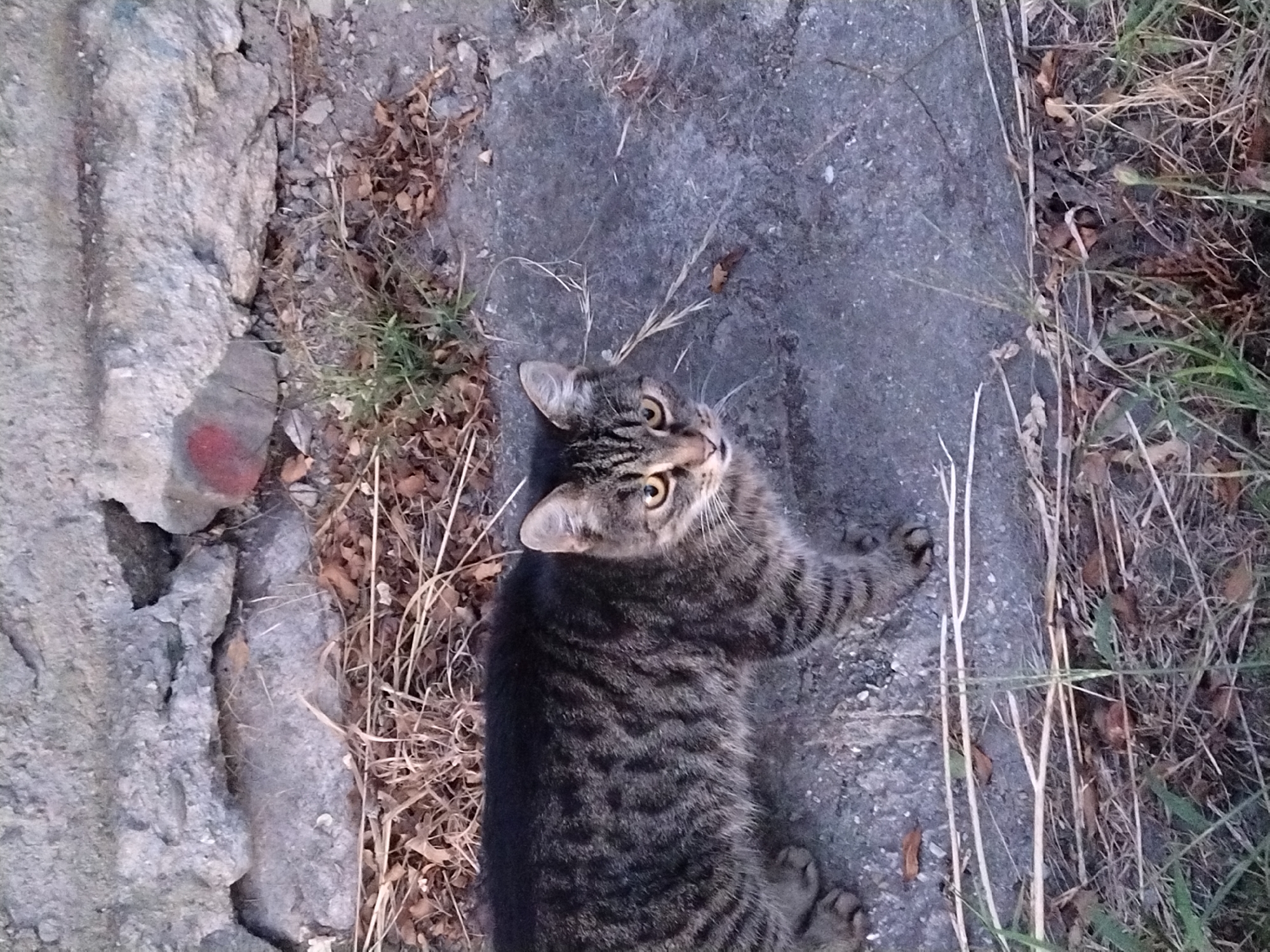 A tabby cat with a dark brown and black striped coat stands on a gray, rocky surface. The cat is facing the camera with its head slightly tilted. Its eyes are yellow and it has white whiskers. Behind the cat is a rough, gray concrete wall with some cracks and debris. Dry grass and leaves are scattered on the ground around the cat and against the wall. The scene appears to be outdoors in an urban or semi-urban environment.