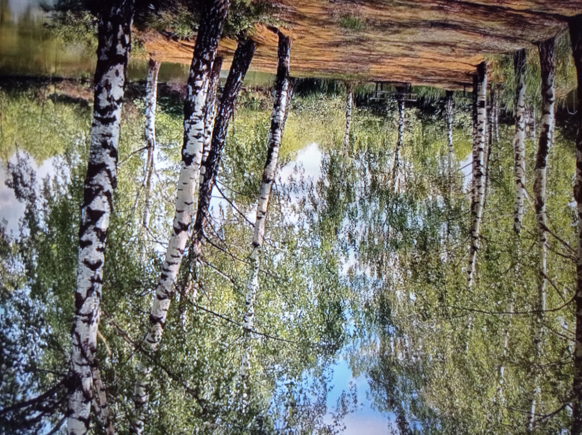 The image shows a picturesque scene of a tranquil body of water surrounded by a forest of birch trees. The water reflects the lush green foliage and the bright blue sky, creating a serene and idyllic atmosphere. Sunlight filters through the leaves, casting dappled shadows on the ground, which is covered with fallen leaves and twigs. In the distance, a wooden bench is visible, suggesting a place for relaxation and contemplation. The overall impression is one of natural beauty and peacefulness. It is unclear if this image is in Mukachevo, Ukraine.
