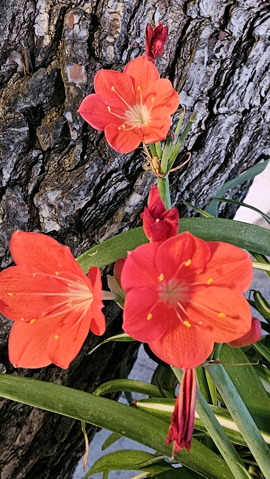 This image depicts a close-up view of several bright orange-red flowers with yellow stamen, set against a textured, dark tree bark background. The flowers are in various stages of bloom, with some fully open and others still developing buds. Lush green leaves with white stripes are visible in the foreground and around the flowers. The overall composition is vibrant and natural, highlighting the details of the blossoms and the contrasting textures. The location is specified as Općina Tučepi, Croatia.