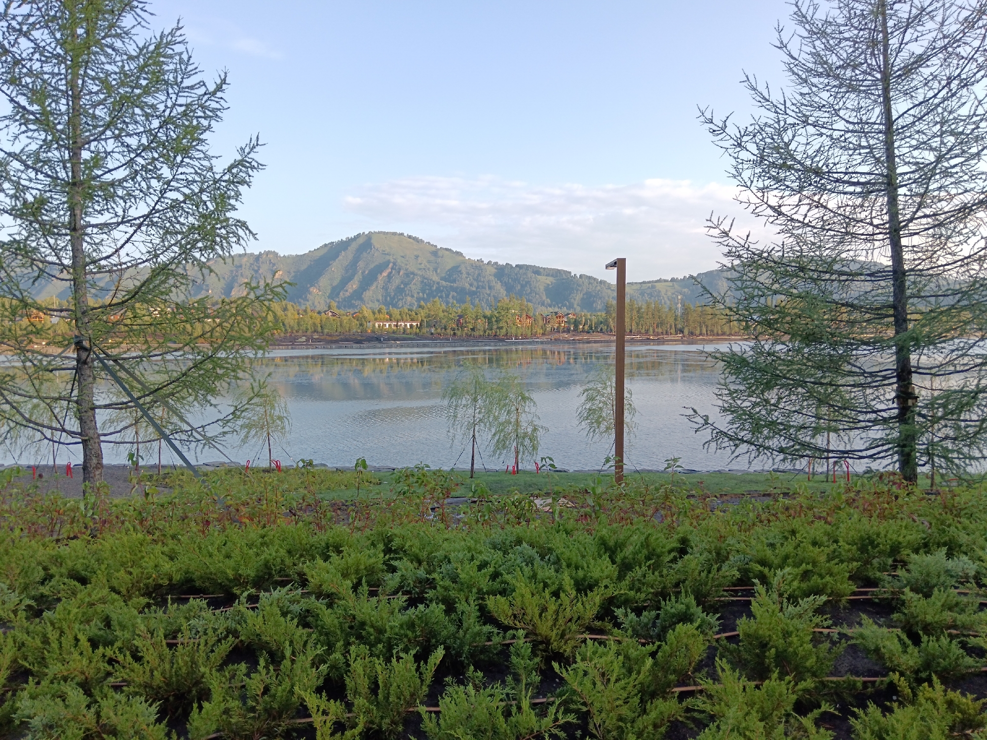 The image depicts a serene waterscape with rolling green hills in the background, suggestive of a park or recreational area. In the foreground, a dense bed of low-lying green bushes, possibly juniper, is meticulously planted in neat rows with visible irrigation lines. Behind the bushes, a body of calm water reflects the sky and surrounding landscape. Several slender trees, including what appears to be a larch with its characteristic feathery foliage, stand near the water's edge. A tall, modern lamppost with a minimalist design is positioned centrally, overlooking the water. Across the water, the distant shore is lined with trees and several buildings, possibly residential homes or a small resort. The hills in the far distance are covered in a mix of trees and grassland, with the clear sky overhead showing a few wispy clouds. The overall scene conveys a sense of tranquility and natural beauty. The location is identified as Ozernoe, Russia.