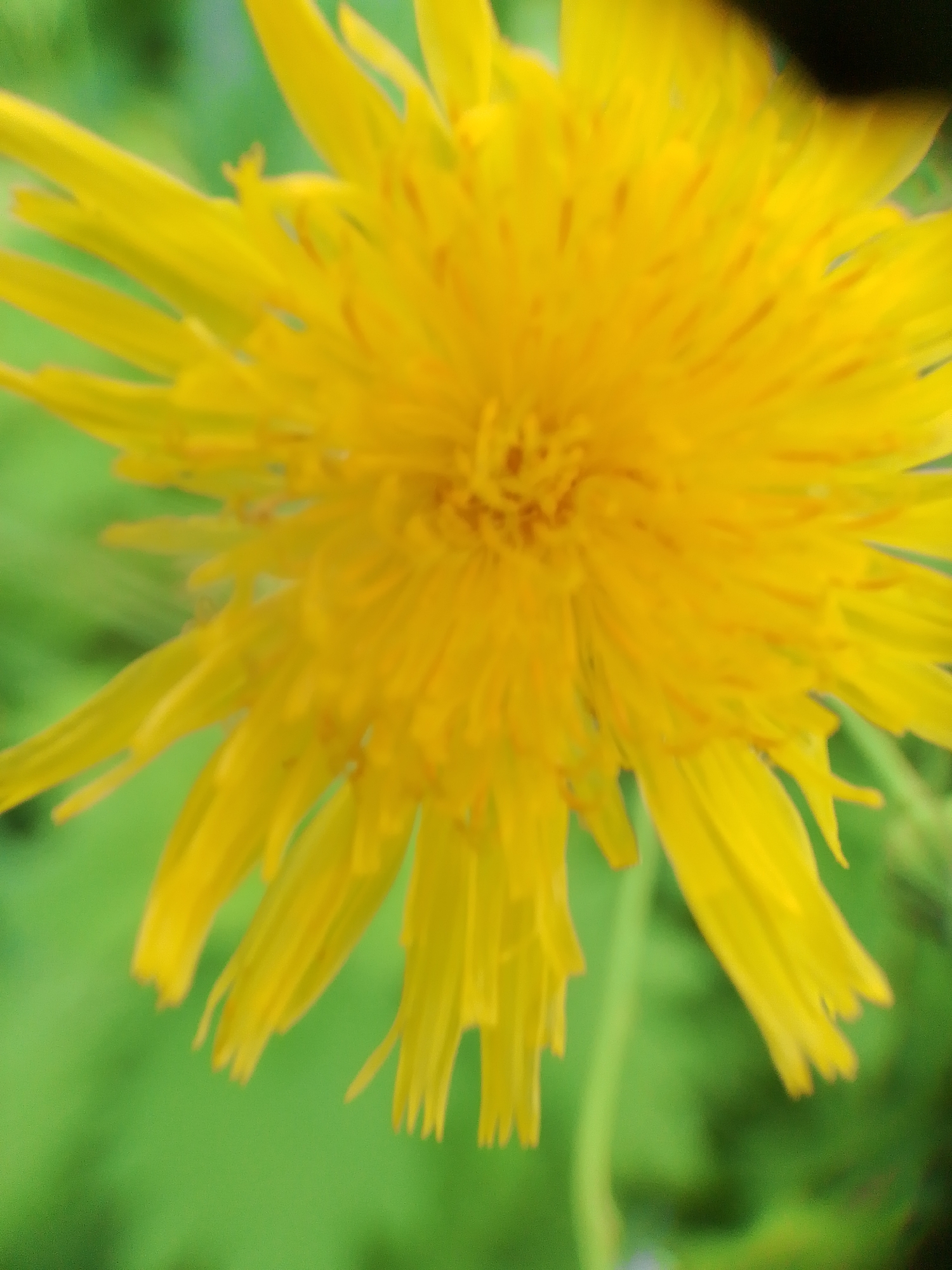 A close-up, slightly out-of-focus shot shows a vibrant yellow dandelion flower with thin, elongated petals. The background is a soft, blurred green, suggesting a natural outdoor setting. There are no people or discernible man-made structures present, making it impossible to determine a specific location within Dobrograd, Russia, or any other city. The image focuses solely on the botanical subject.