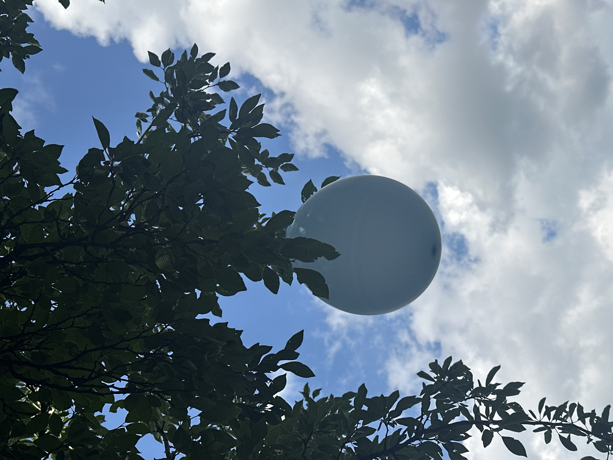 A light blue balloon floats against a sky with scattered white clouds. Dark green leaves and branches of a tree frame the upper left and left side of the image. The scene is set outdoors, likely in Rasskazovo, Russia, under natural daylight. There are no people or animals visible in the frame.