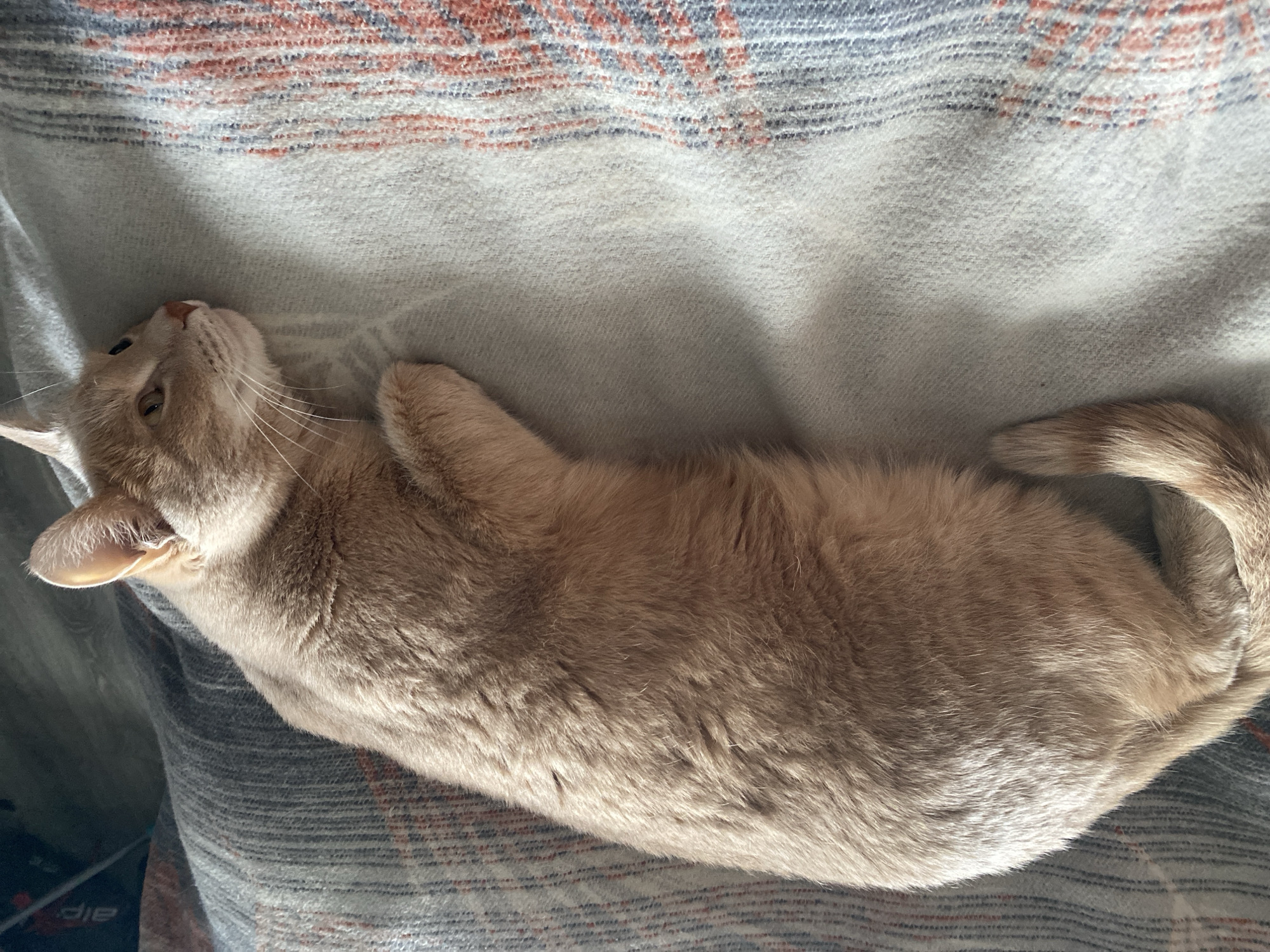 A cream and light orange cat is seen resting on its back on a textured blanket. The cat is stretched out, with its head tilted upwards and to the left, looking towards the top of the frame. Its eyes are slightly open, and its whiskers are visible against its light fur. The front paws are tucked in, and the tail curves around to the right side of the image, resting on the blanket.
The blanket features a light gray or off-white base color with horizontal stripes in reddish-orange and dark blue-gray patterns, particularly evident in the upper half of the image. The lighting appears to be natural, possibly from a window, creating highlights on the cat's fur and the blanket's texture, suggesting an indoor setting during the day. The cat appears relaxed and peaceful.
In the lower-left corner, beneath the blanket, a dark object is partially visible, showing a faint, incomplete word that might be "die." The scene is set in Chaikovsky, Russia.