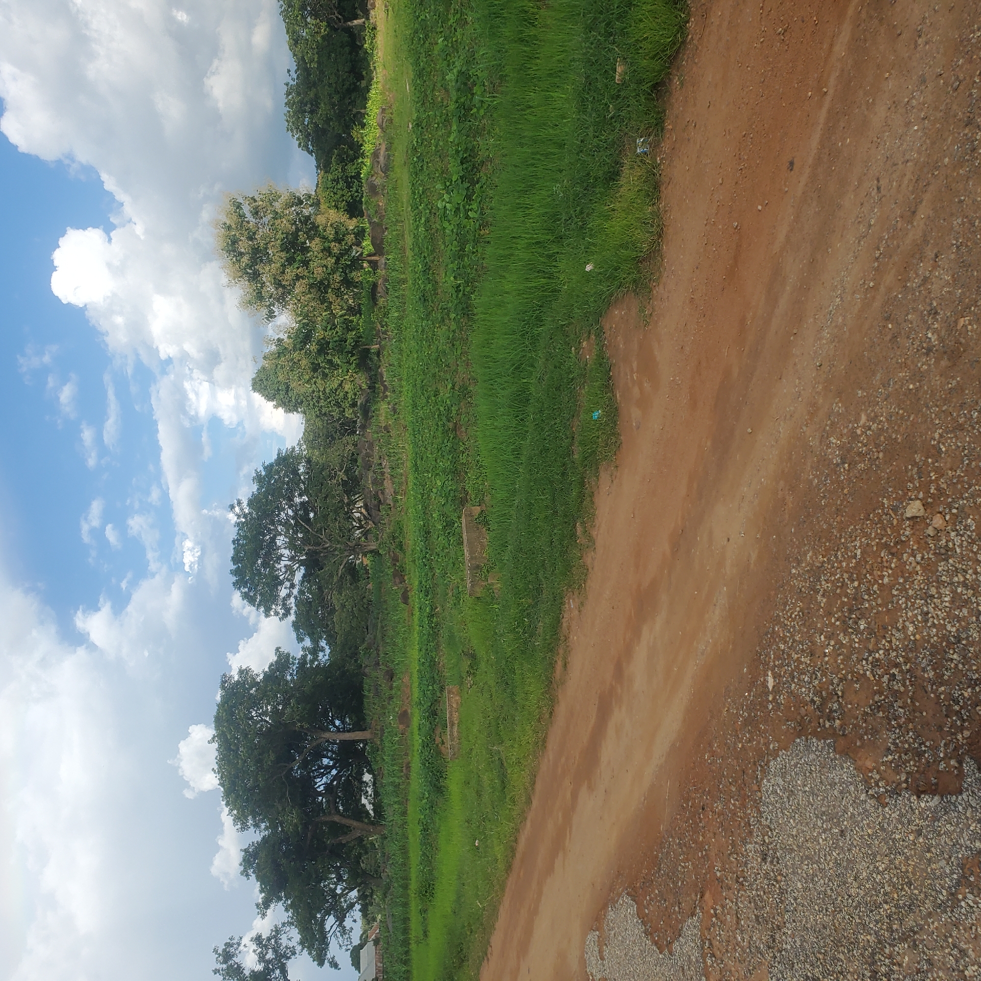 In the city of Toro, Nigeria, a rural landscape unfolds under a bright, cloudy sky. A dirt road, in varying states of disrepair with patches of gravel, dominates the foreground, stretching diagonally from the lower left to the upper right. To the right of the road, a lush green field of tall grass and crops, possibly maize and leafy vegetables, extends into the mid-ground. In the distance, a line of trees, some with full canopies and others with sparser foliage, marks the horizon. Large, grey boulders are scattered amongst the trees and in the field, adding a natural, rugged element to the scene. The overall impression is one of a peaceful, undeveloped rural setting.