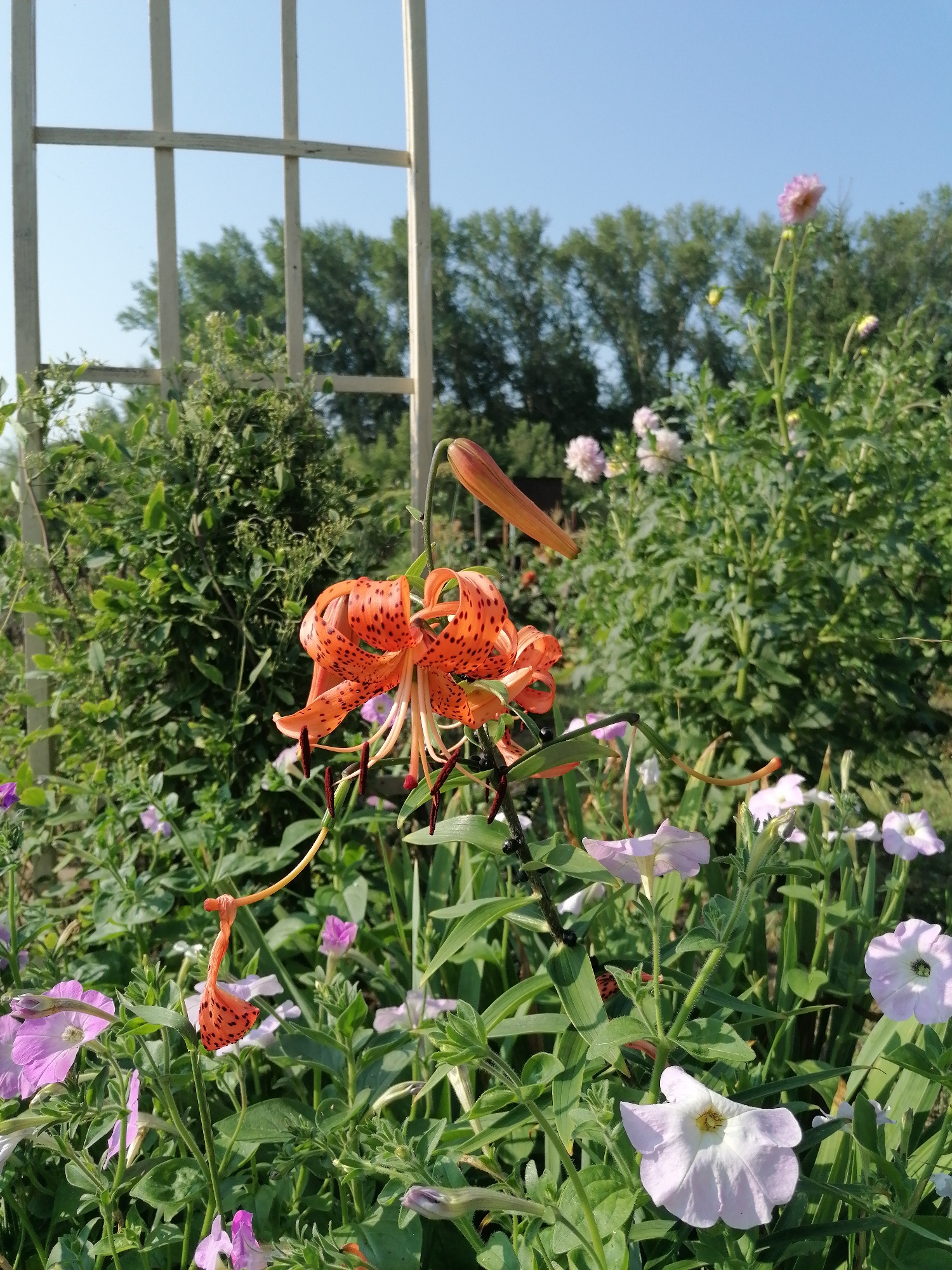 The image depicts a close-up view of a vibrant flower garden on a clear, sunny day. In the foreground, a large, orange tiger lily with black spots dominates the frame, its petals unfurling towards the sky. Several smaller, pale pink and white flowers, possibly petunias or dahlias, are scattered throughout the scene, creating a layered effect. Green foliage forms a lush backdrop, with some taller shrubs visible behind the flowers. A white lattice structure stands in the upper left portion of the image, suggesting it is part of a garden trellis or fence. The background reveals a line of trees under a bright blue sky, indicating an outdoor setting likely in a rural or suburban area. The image is focused on the natural beauty of the flowers and their surroundings. The location is identified as Мыльниково, Russia.