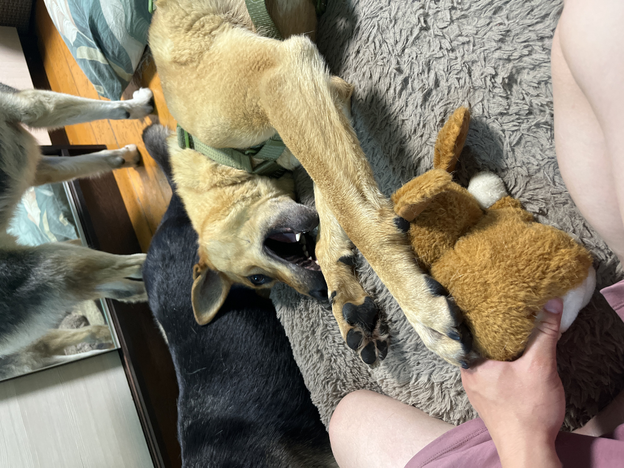 The image shows two dogs lying on a rug. One dog, a tan German Shepherd mix, is yawning with its mouth wide open. It is wearing a green harness. A black dog is lying behind it. A person's legs are visible on the left side of the image, and a stuffed toy is on the rug between the tan dog's paw and the person's hand. The background shows a wooden floor and part of a bed with patterned pillows. The scene appears to be indoors, likely in a residential setting. There is no visual information in the image that would allow for identification of the location as Nizhny Tagil, Russia.