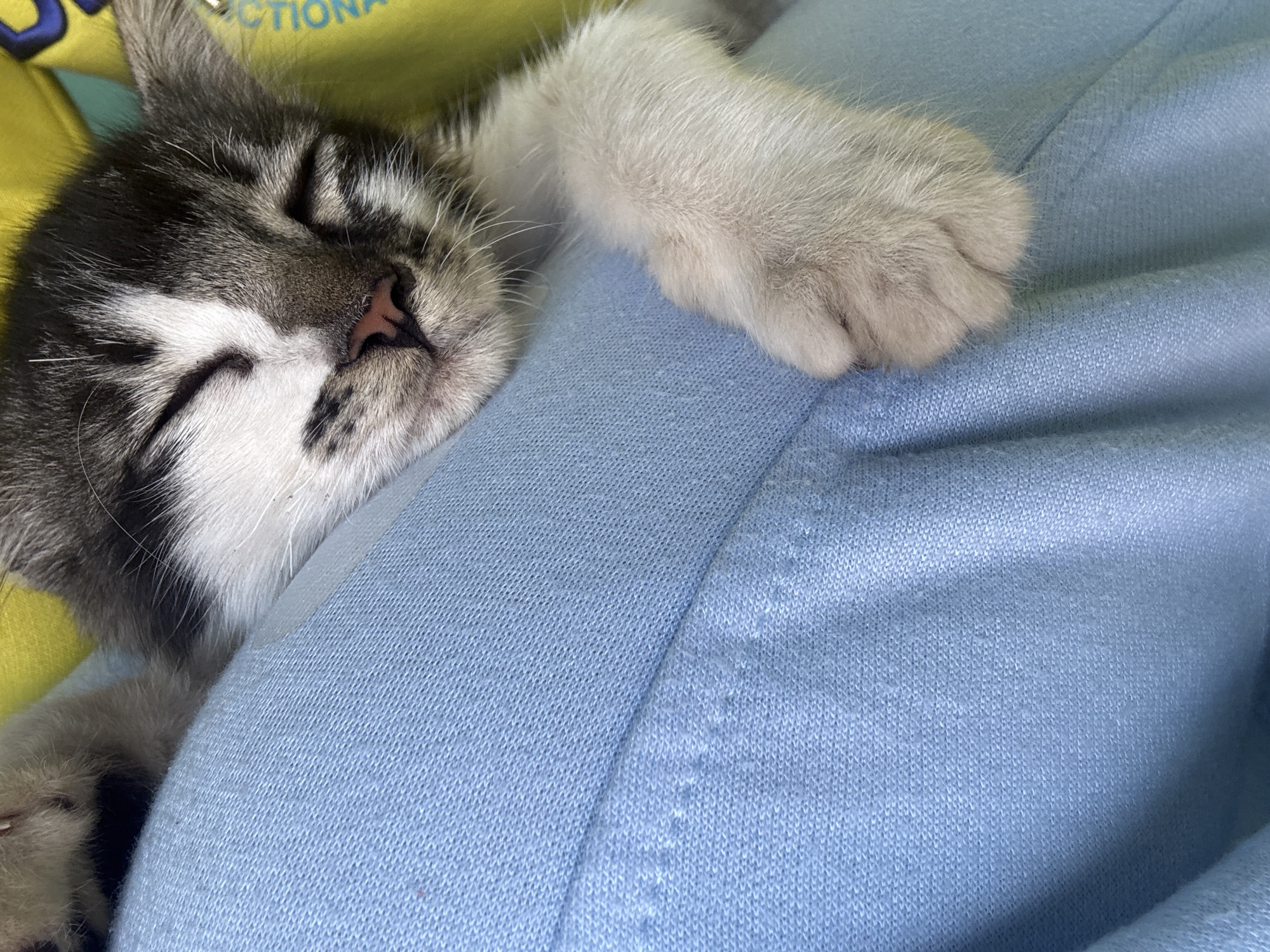The image shows a close-up of a sleeping kitten nestled against a person's light blue clothing. The kitten has grey and white fur and its eyes are closed. Part of its paw is visible, resting on the fabric. In the background, a yellow fabric with some text is partially visible. The scene appears to be indoors or in a sheltered area. There is no information in the image to indicate a specific location in Pasirlangu, Indonesia.