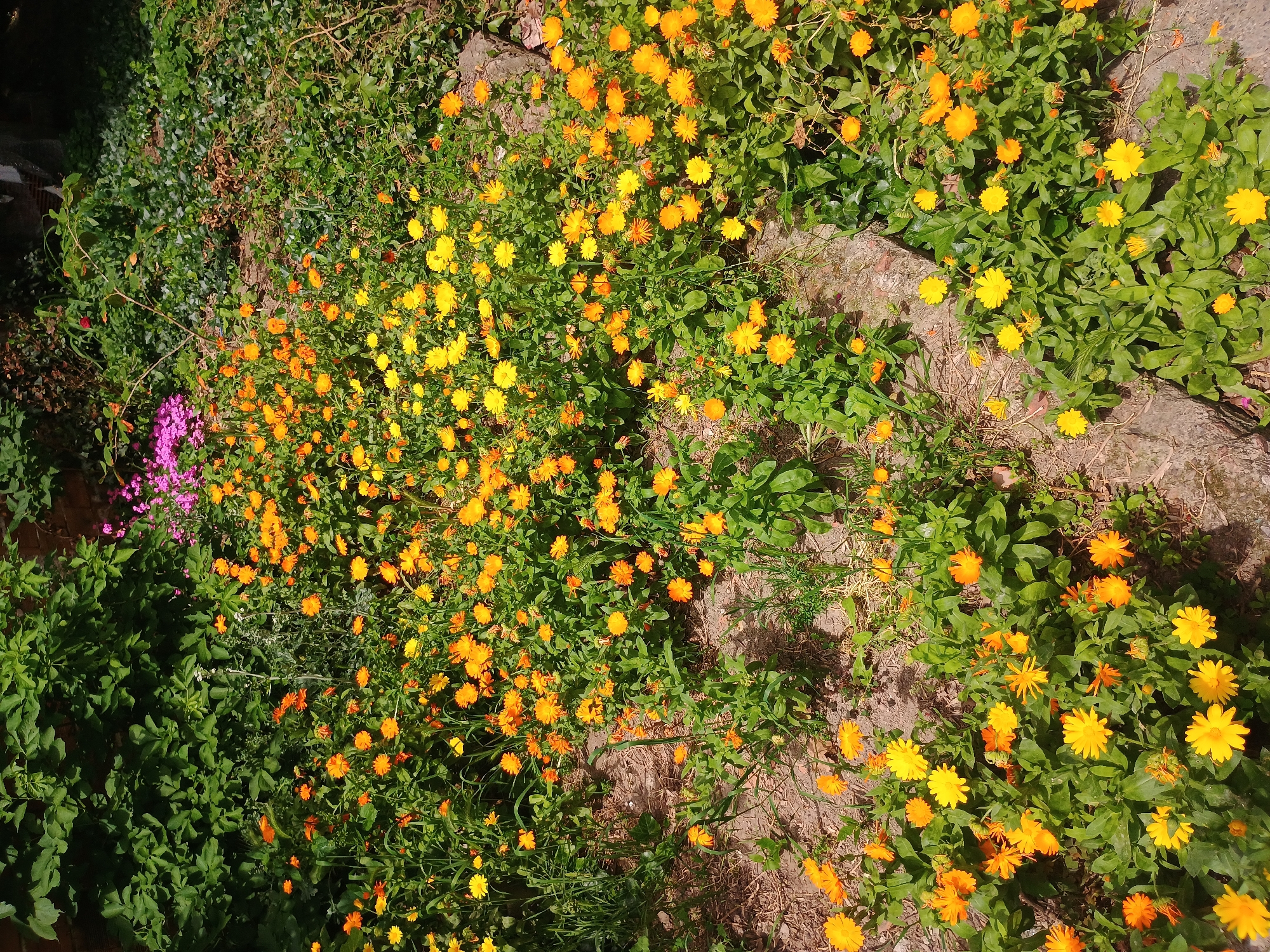 A garden scene features a profusion of orange and yellow calendula flowers interspersed with greenery. Pink flowers are visible on the left side. The plants are growing alongside a stone or concrete pathway. The image appears to be taken outdoors on a sunny day. The location is unknown.