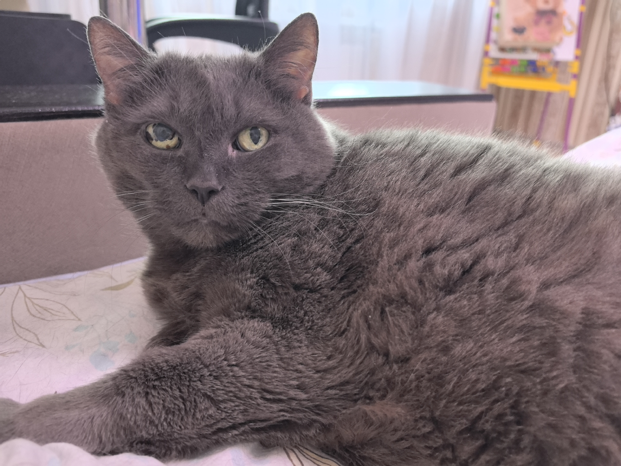 A gray cat lies on a light-colored patterned bedspread. The cat's left eye appears cloudy. A desk with a black surface is partially visible in the background, along with a whiteboard-like object with colorful elements. The location is unknown, but the image is of a domestic indoor setting.