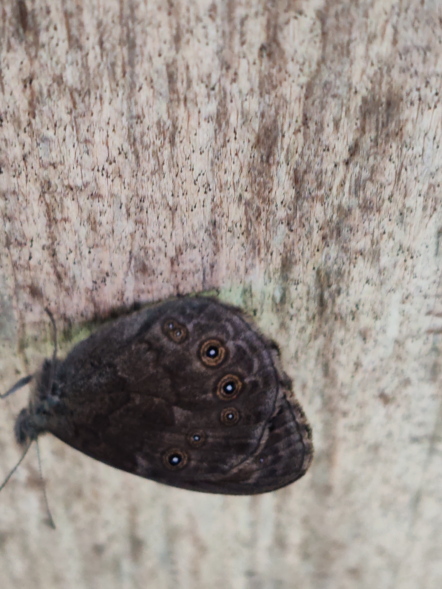A dark brown butterfly with visible eyespots rests on a textured, light-colored surface that appears to be wood. The butterfly's wings are closed, and its body is oriented diagonally across the lower left portion of the frame. The surface has a grainy texture with vertical lines and small dark speckles, characteristic of weathered wood or bark. The background is out of focus, providing no additional contextual information about the location. The image does not contain any information about the city of Чухлэм, Russia.