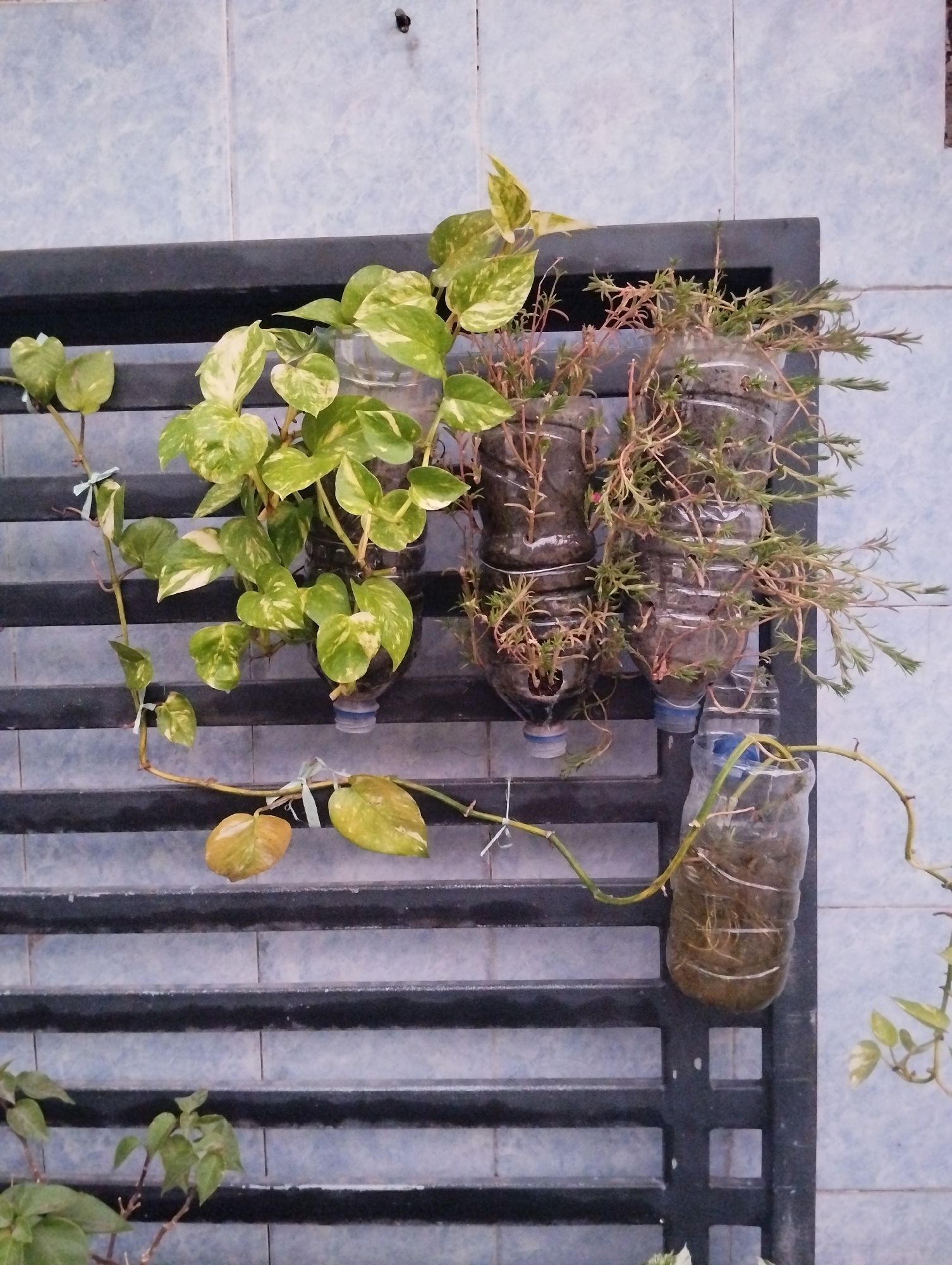 The image shows a vertical garden composed of plastic bottles repurposed as planters. These bottles are attached to a black metal grate, which is mounted against a tiled wall. In the foreground, a plant with large, variegated green and yellow leaves, likely a Pothos variety, is trailing down the left side of the grate. Several plastic bottles are visible, containing plants. Some bottles hold a densely growing plant with thin, reddish stems and small green leaves, possibly a succulent or moss. Other bottles appear to contain soil and roots. The environment appears to be outdoors, given the natural lighting and the tiled wall which could be part of an exterior building or balcony. The scene is located in Kepuh Kiriman, Indonesia.