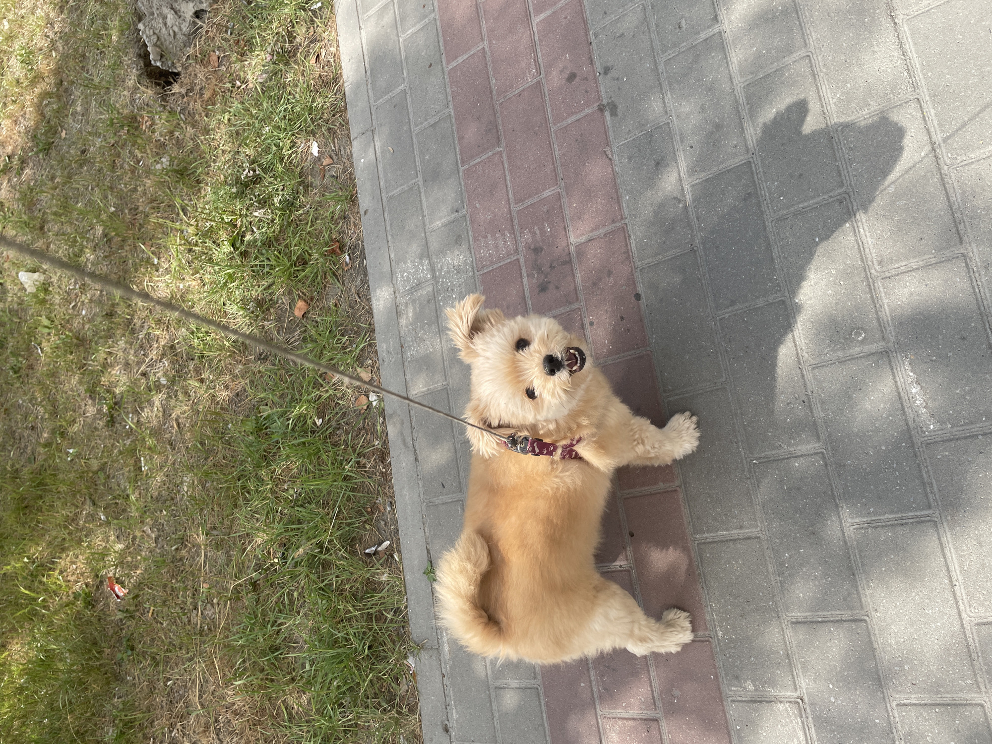 A tan-colored, small dog with fluffy fur is standing on a brick sidewalk. The dog is wearing a purple and black patterned collar and is attached to a leash. The dog's mouth is open, appearing to be panting. To the left of the sidewalk is a strip of grass with some scattered leaves and debris. The scene is lit by sunlight, casting shadows on the sidewalk. The location is identified as Surgut, Russia.