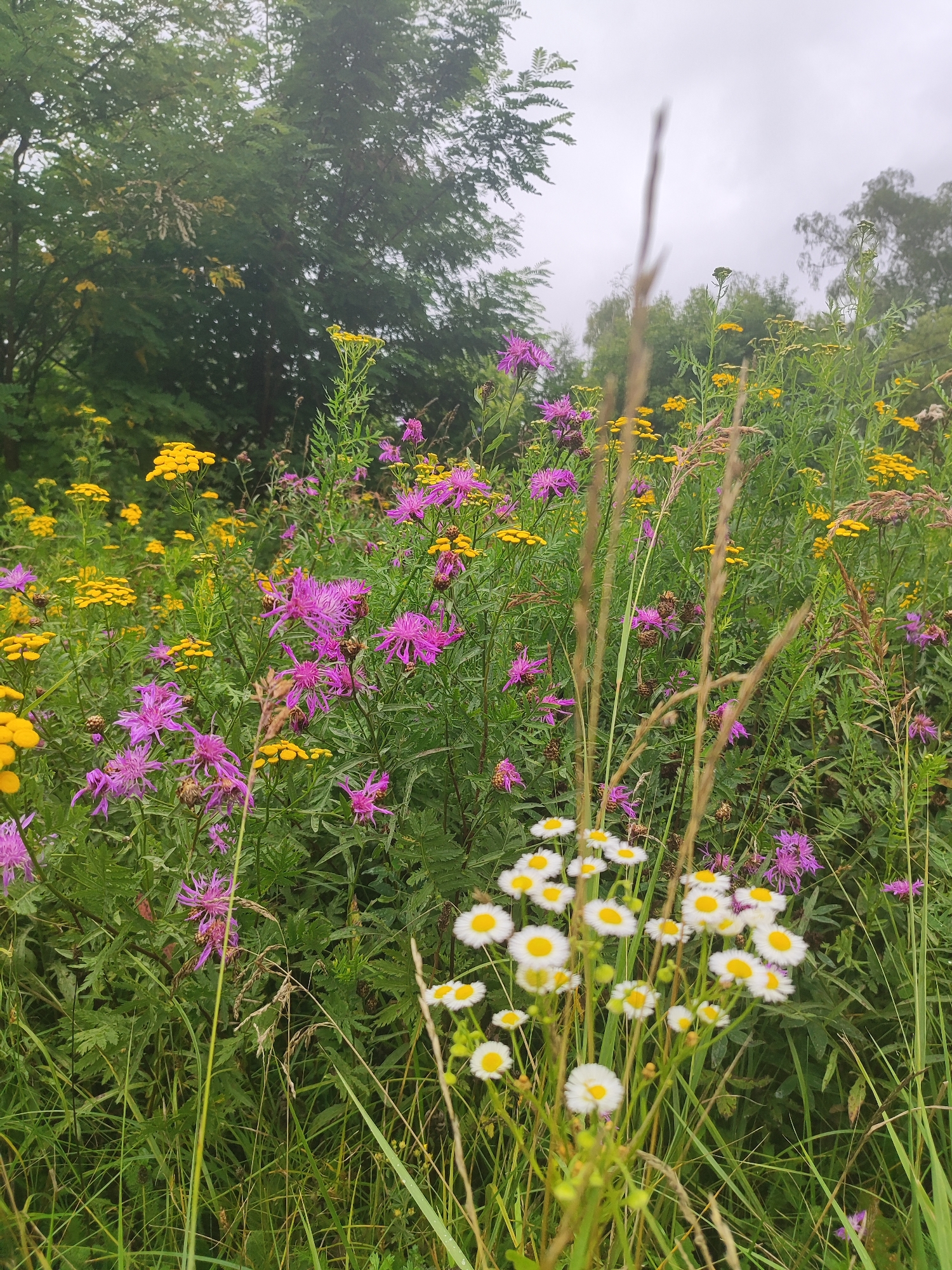 A low-angle, medium shot captures a close-up view of a meadow bursting with wildflowers under an overcast sky. The foreground is dominated by a cluster of small, white daisies with yellow centers, interspersed with blades of tall, dry grass. Behind the daisies, a vibrant tapestry of pink and yellow flowers unfolds. The pink flowers, appearing thistle-like, are scattered throughout the midground, some in full bloom and others still developing. These are complemented by bright yellow, button-like flowers, likely tansy, which form dense patches. The background reveals more greenery, including the soft shapes of trees and shrubs. The overall impression is one of natural beauty and untamed growth in a rural or semi-rural setting. This scene is consistent with natural areas found within the city of Bronnitsy, Russia, potentially in a park, meadow, or along a less-maintained roadside, where wildflowers are allowed to flourish.