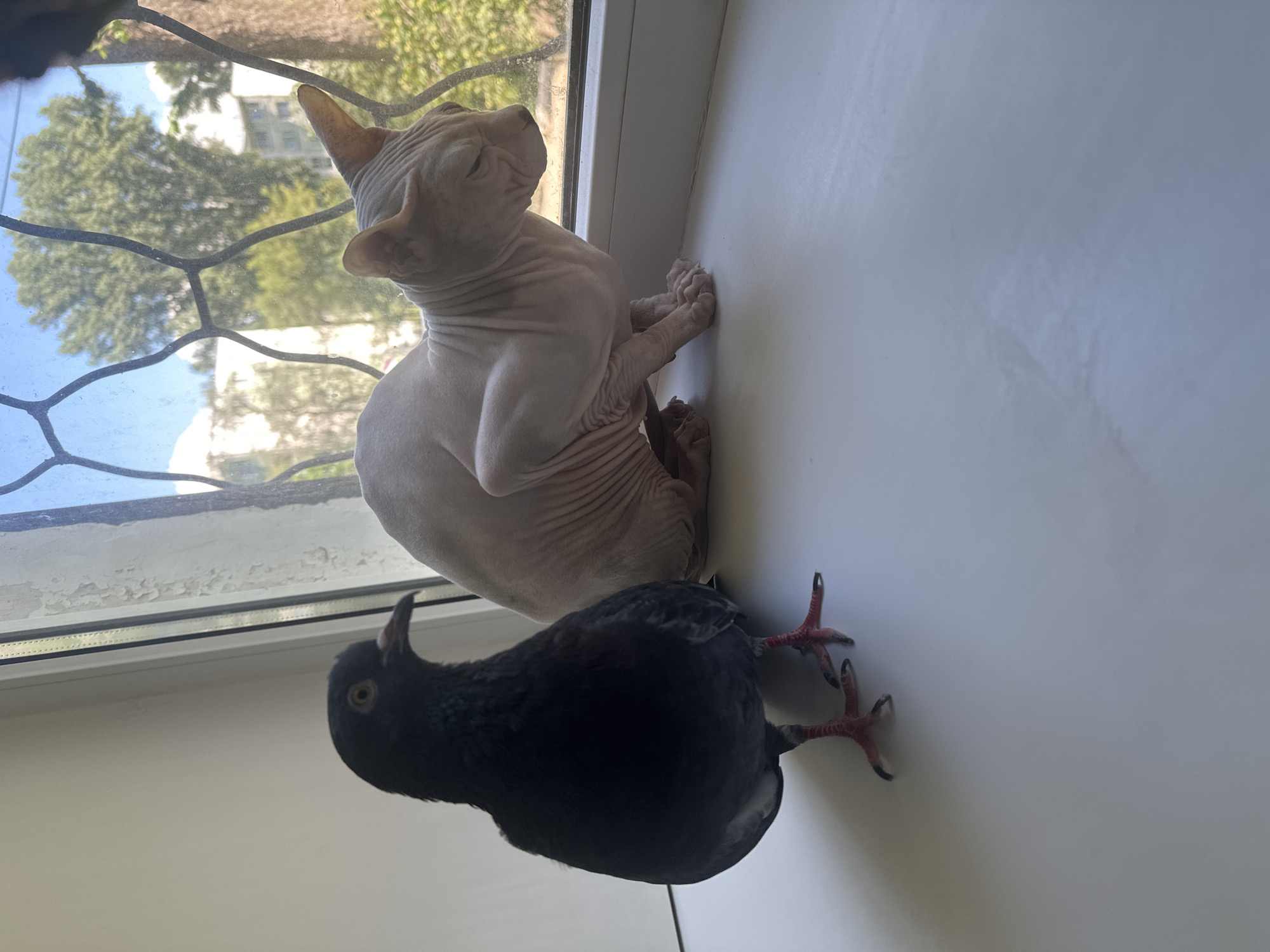 A black pigeon stands on a white windowsill, facing left. To the right of the pigeon, a hairless cat, possibly a Sphynx, is crouched and looking out the window. The window has a decorative metal grate. Outside the window, trees and buildings are visible, suggesting an urban environment. The scene is well-lit, likely by natural sunlight coming through the window. The pigeon has bright yellow eyes and red feet with black talons. The cat has wrinkled skin and pinkish ears. The windowsill is clean and white. The background is out of focus, but it appears to be a sunny day.