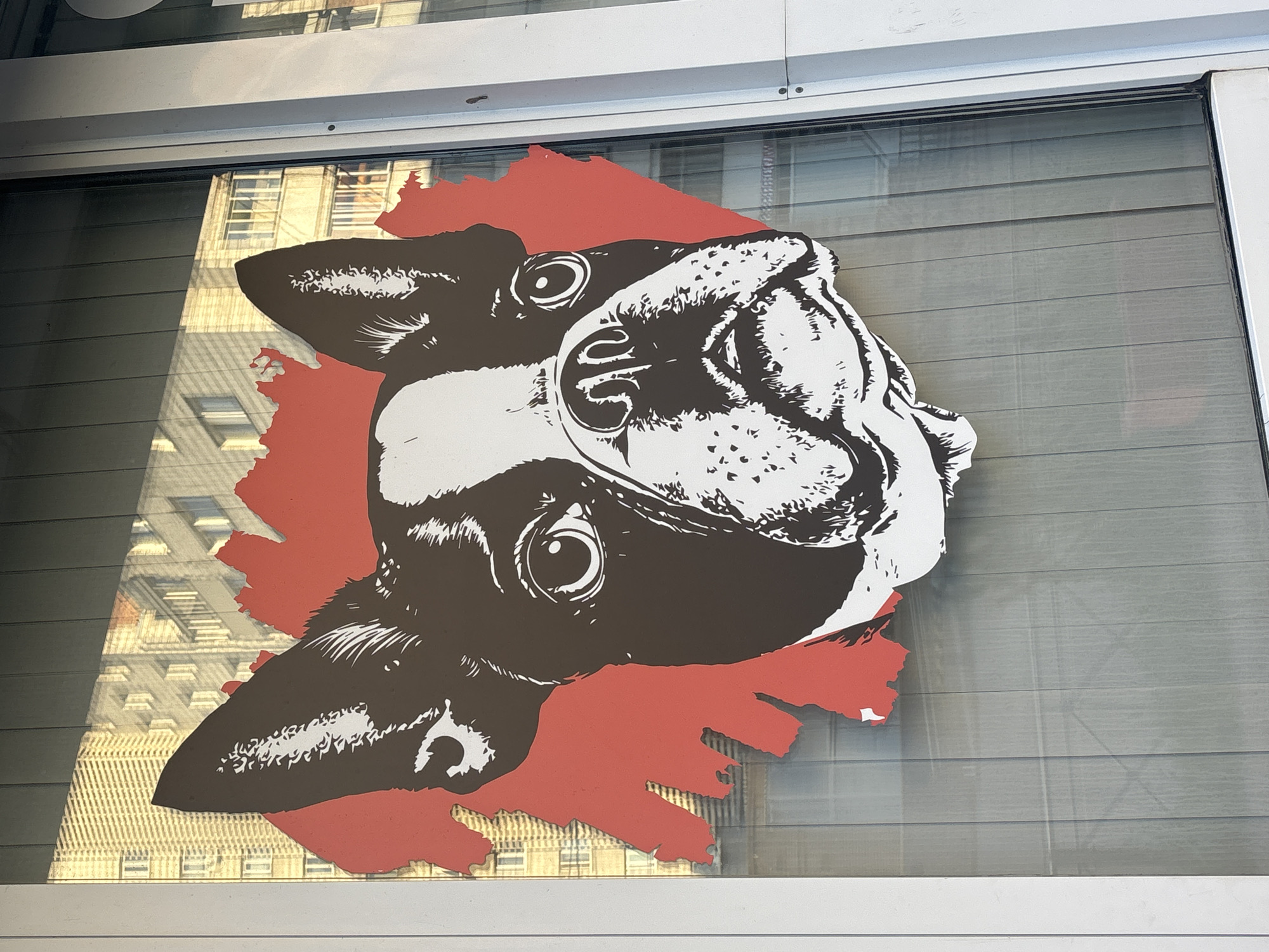 The image shows a large, stylized graphic of a Boston Terrier's head on a red background, affixed to a window. The graphic is black and white with intricate detailing on the dog's fur and facial features. The red background is irregularly shaped, appearing as if it's a splash or outline behind the dog's head. The window has vertical blinds on the inside, creating a striped pattern that is partially visible through the graphic. In the reflection on the glass, a building with multiple windows and balconies is visible, suggesting an urban environment. This scene is located in Novosibirsk, Russia. The graphic appears to be a sign or decoration for a business, possibly a pet-related establishment.