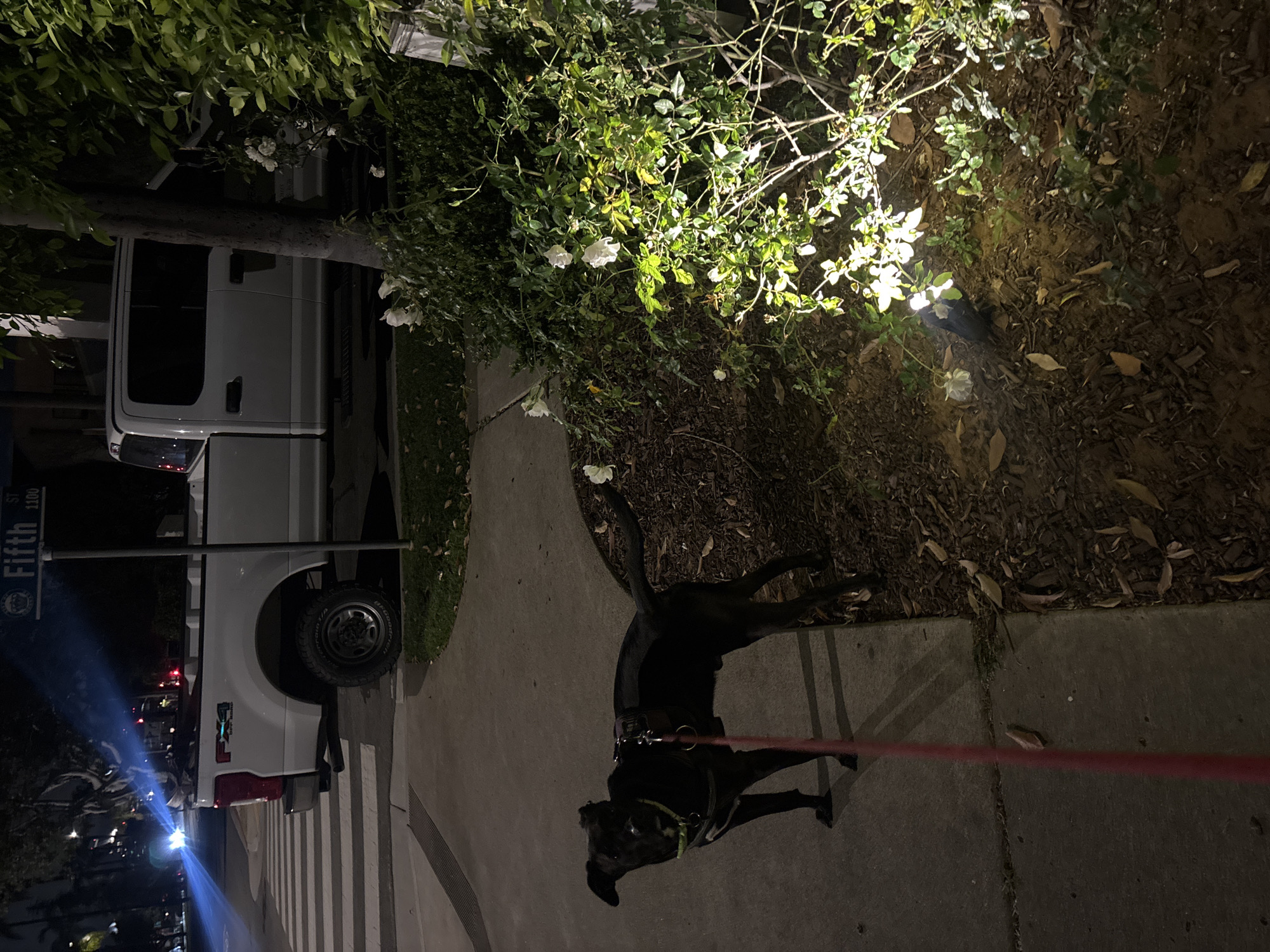 The image, taken at night in Coronado, United States of America, is oriented vertically and depicts a street scene with a dog, a parked truck, and illuminated bushes. In the foreground, a black dog wearing a collar and harness stands on a concrete sidewalk, tethered by a red leash extending towards the bottom-left. The dog is facing away from the viewer, looking towards the right side of the frame.
To the right of the dog and sidewalk is a garden area with dark mulch, sparse leaves, and green bushes featuring white flowers, brightly illuminated by a warm light source from the right, creating strong highlights and shadows.
On the left side of the image, a white Ford F-Series pickup truck (identified by an "F-X4" badge on its bed) is parked along the street. A dark utility pole with a street sign reading "Fifth ST 1100" is visible in front of the truck. The street surface is dark, with visible pedestrian crosswalk markings and bright light flares and reflections from distant light sources, indicating car headlights or streetlights. The scene is lit predominantly by artificial light, confirming it is nighttime. The weather appears clear. No other people are visible.