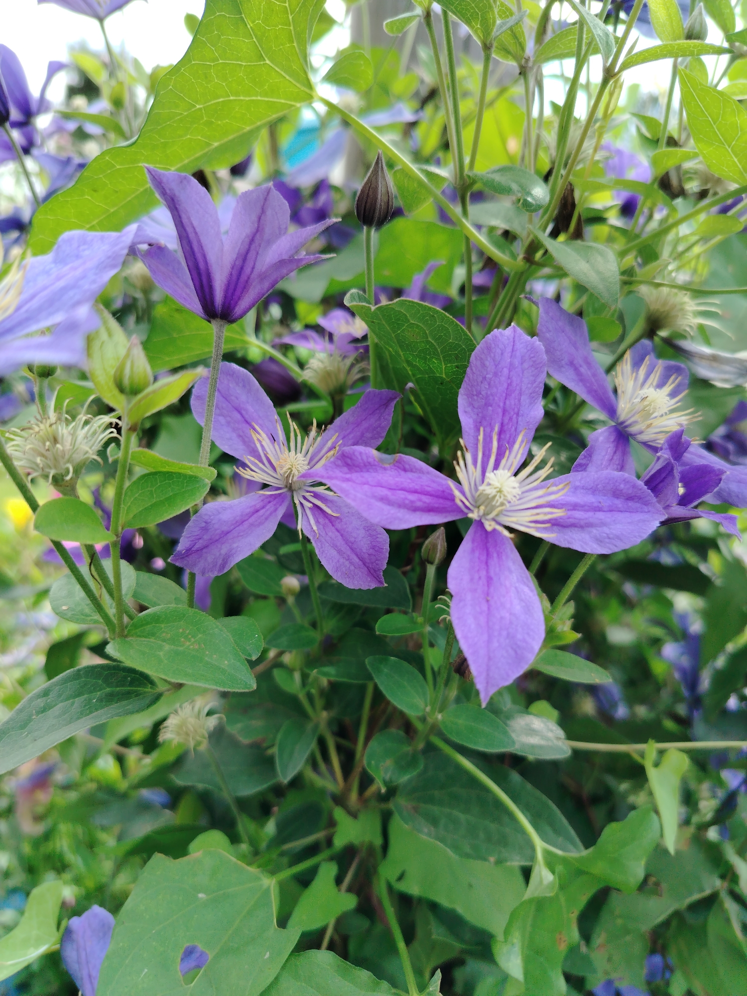 The image shows a close-up of purple clematis flowers and green leaves. The flowers are in various stages of bloom, with some fully open and others still in bud. The leaves are lush and vibrant, with visible veins. The background is blurred, suggesting a garden setting. The scene is captured outdoors, with natural light illuminating the flora. The location is identified as Kaltan, Russia. There are no people or animals present in the image. The focus is entirely on the botanical subjects.