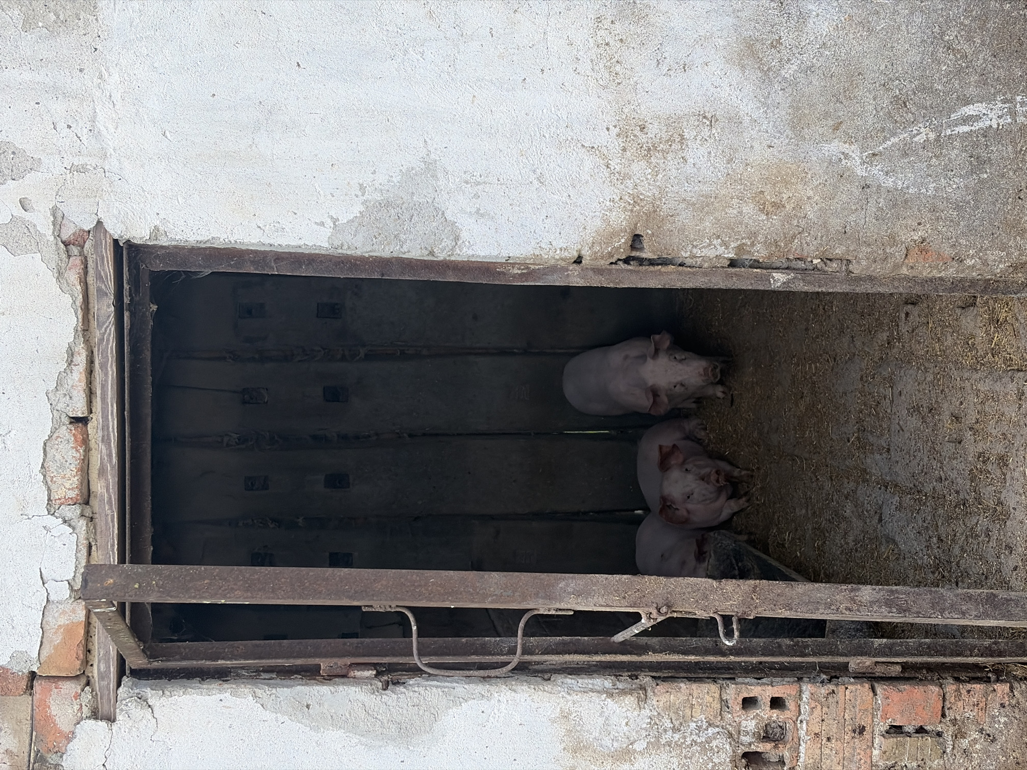 Three piglets huddle inside a caged enclosure. The enclosure, constructed of metal bars, is built into a brick and concrete structure, with white-painted concrete walls peeling and showing signs of age. The interior of the enclosure has a dirty floor with straw or hay. The location is identified as Brusen, Bulgaria. No people are visible.