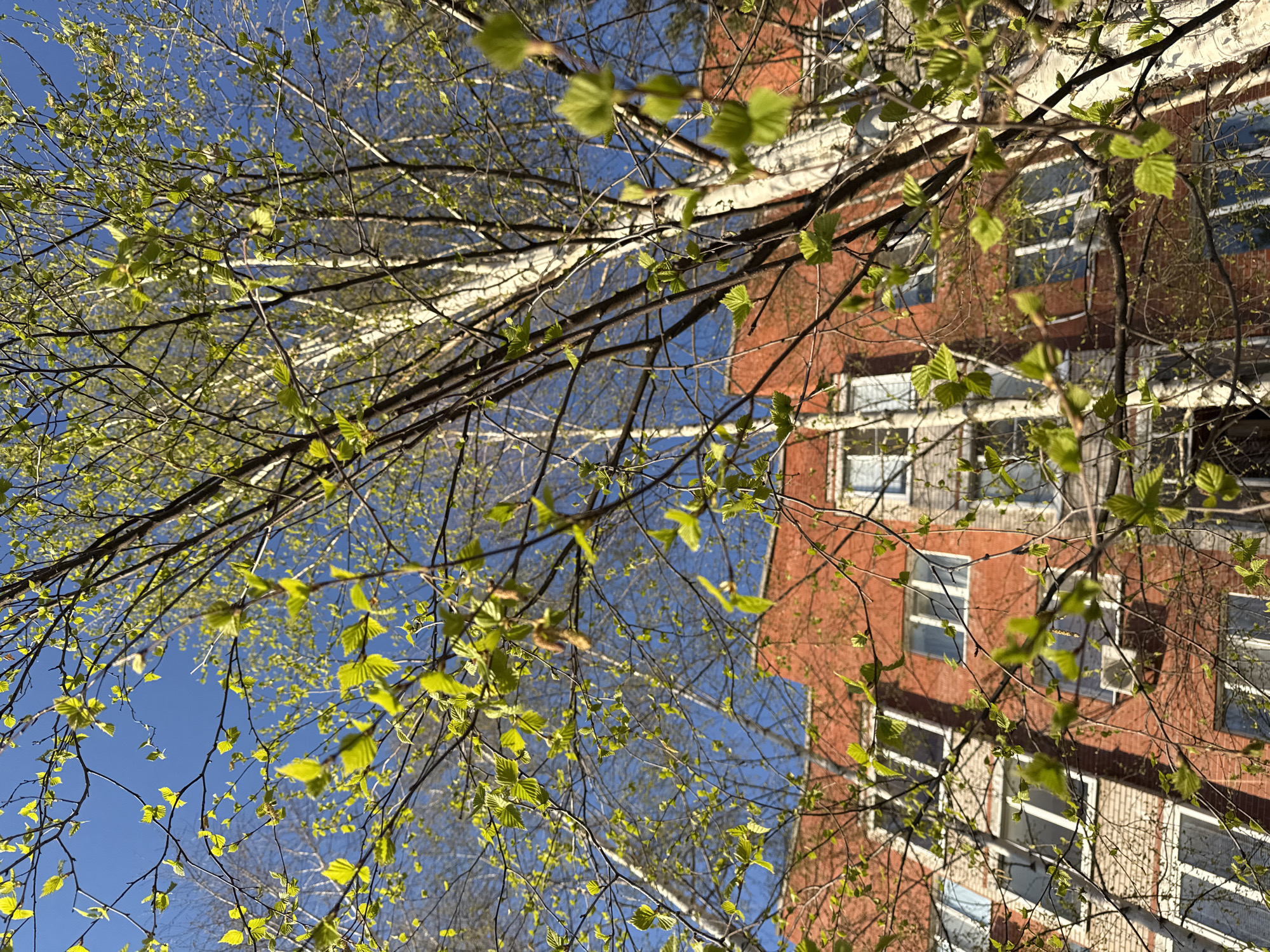 The image captures a view looking upwards through the branches of a tree in spring, likely in an urban environment. The tree has fresh, light green leaves budding, contrasting against the clear blue sky. In the background, a red brick building is visible, with white-framed windows. The architecture suggests a residential or office building. The location is specified as the city of Unknown, Unknown. The scene is bathed in natural sunlight, indicative of a sunny day.