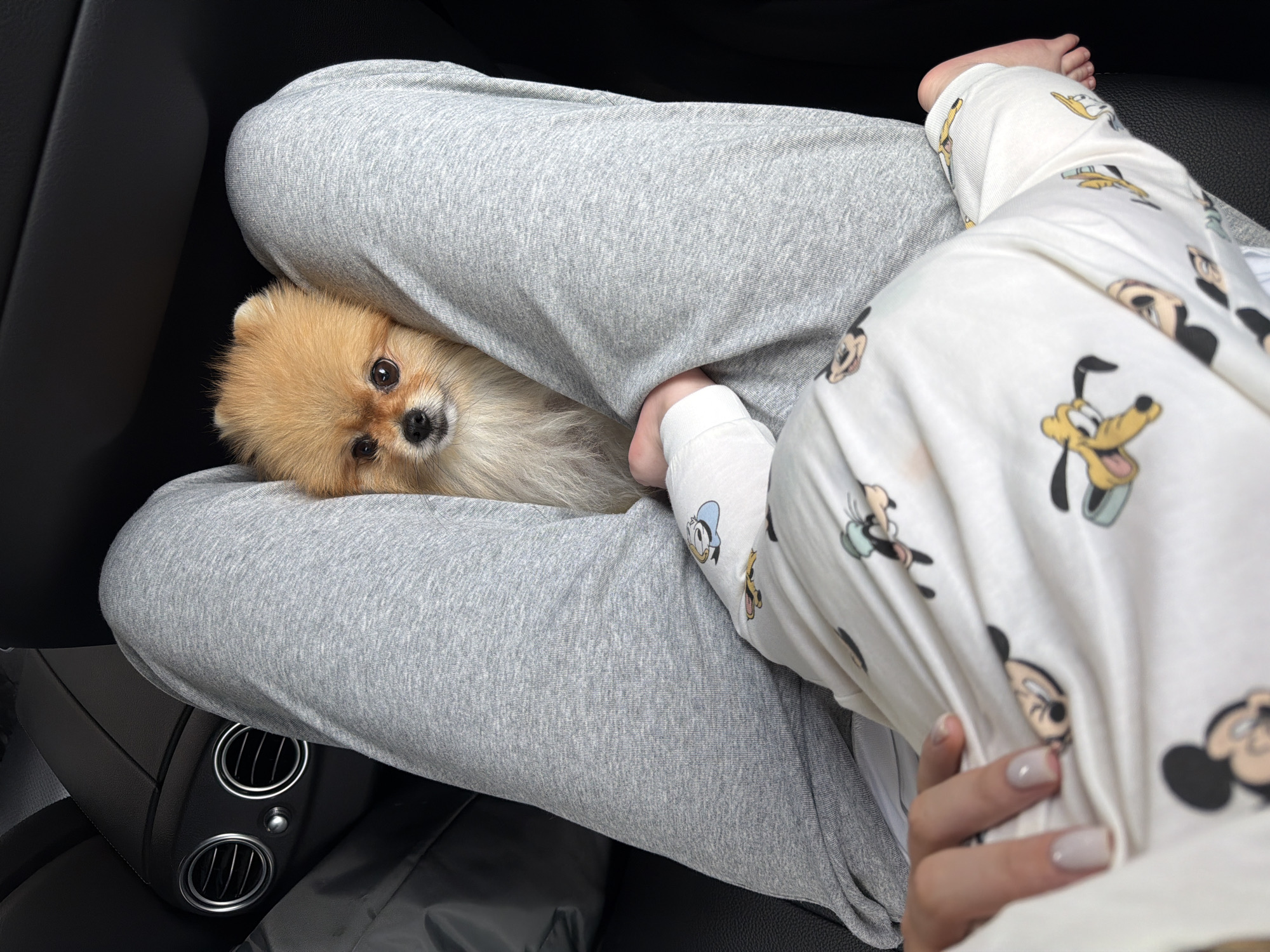 The image shows a Pomeranian dog nestled between the legs of a person wearing grey sweatpants on the left and Disney-themed pajamas on the right. The location appears to be inside a car, based on the visible air vents and door panel on the left. No further information about the location in Obninsk, Russia, can be derived from the image.