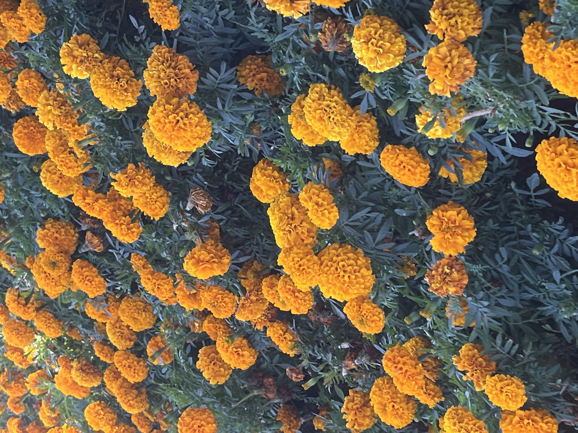 The image displays a dense cluster of bright orange marigolds in full bloom, interspersed with dark green foliage. The flowers are the primary subjects, with their ruffled petals and spherical shapes dominating the frame. Some dried or wilting marigolds are also visible, adding texture and variation to the scene. The lighting suggests an overcast day or shade, as the colors are rich but not intensely bright. The image appears to be a close-up, naturalistic shot of a flowerbed. The location in Astana, Kazakhstan, is not discernible from the visual information provided in the image itself; no urban elements, landmarks, or identifying features are present.